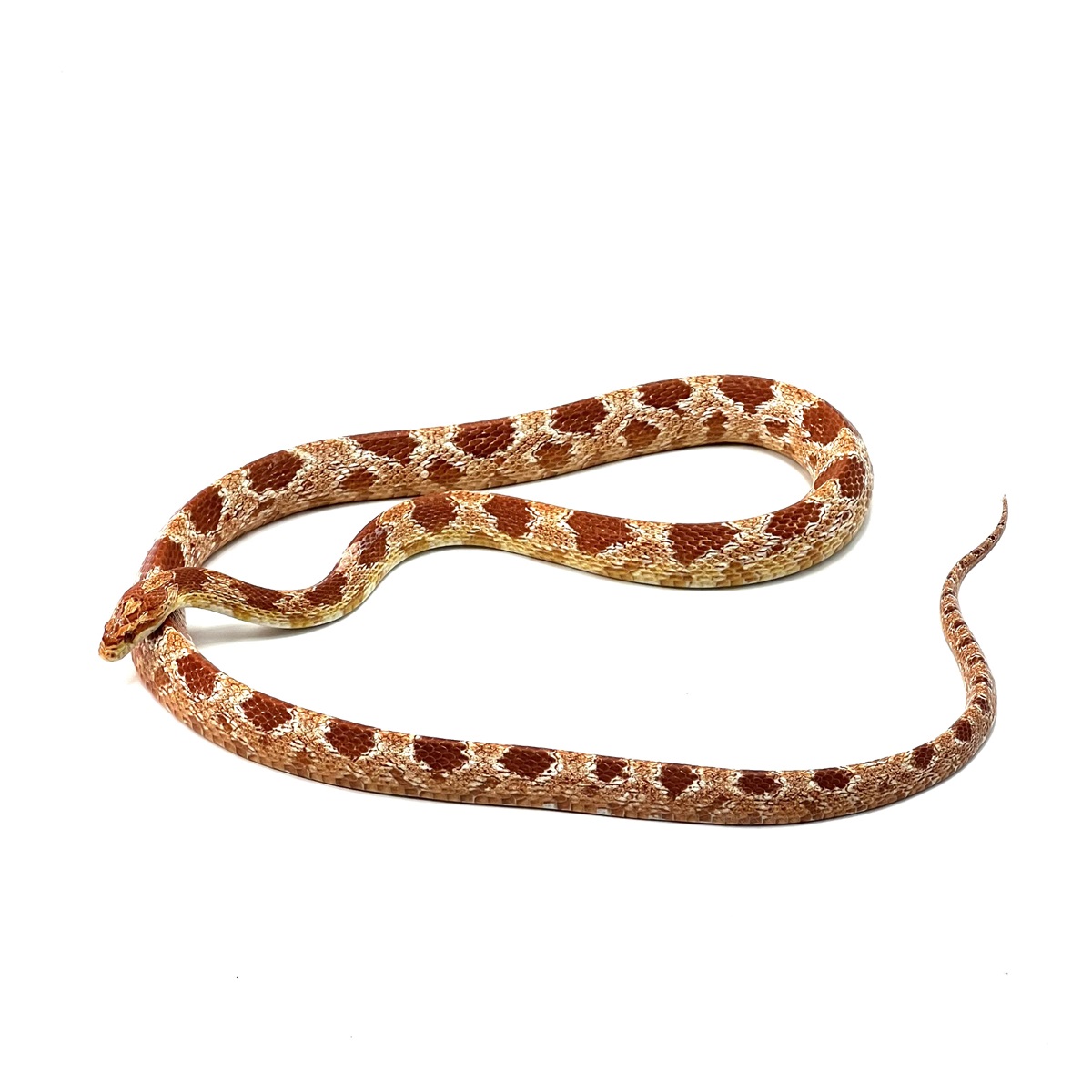 Pantheropis guttatus Red Albino