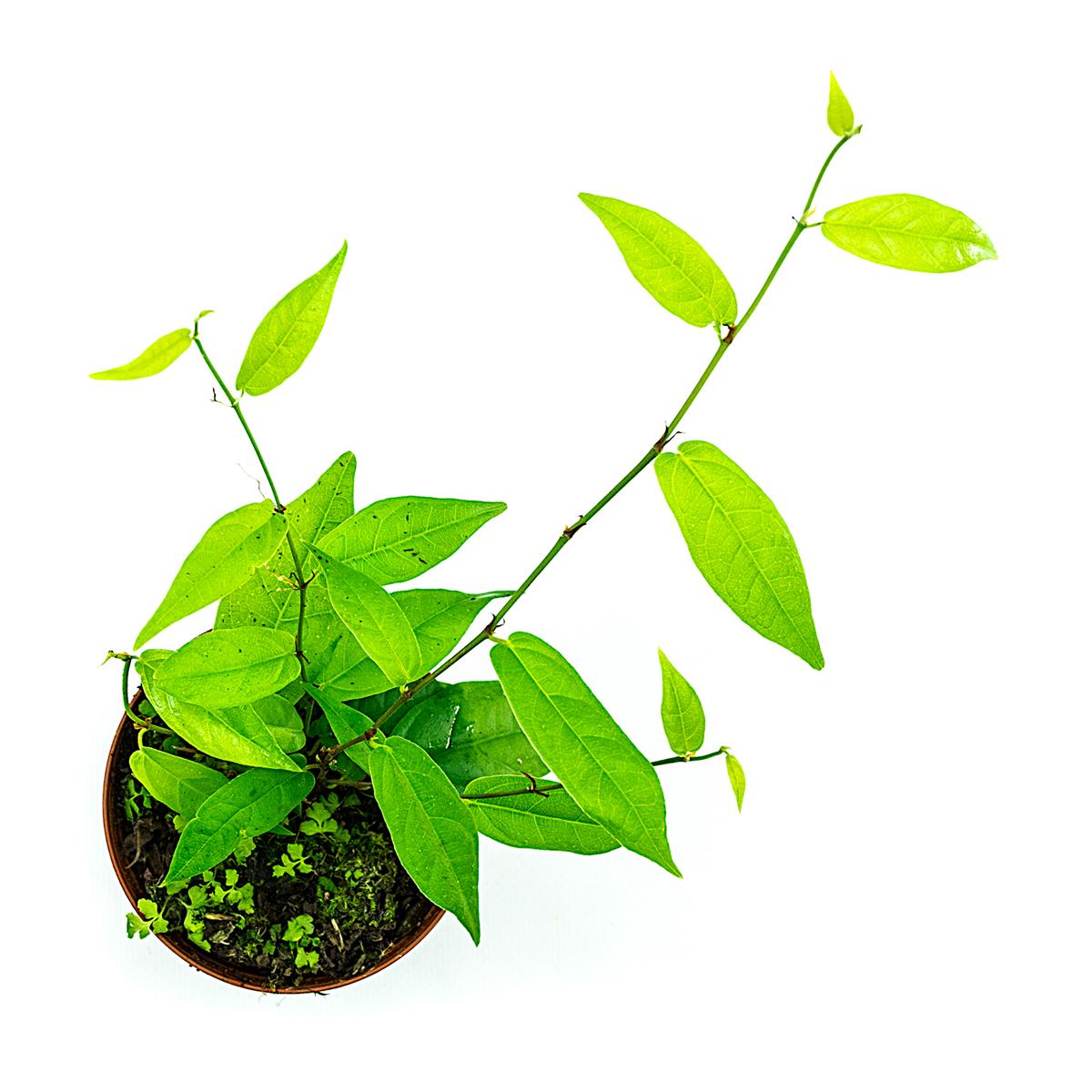 Ficus sagitatta