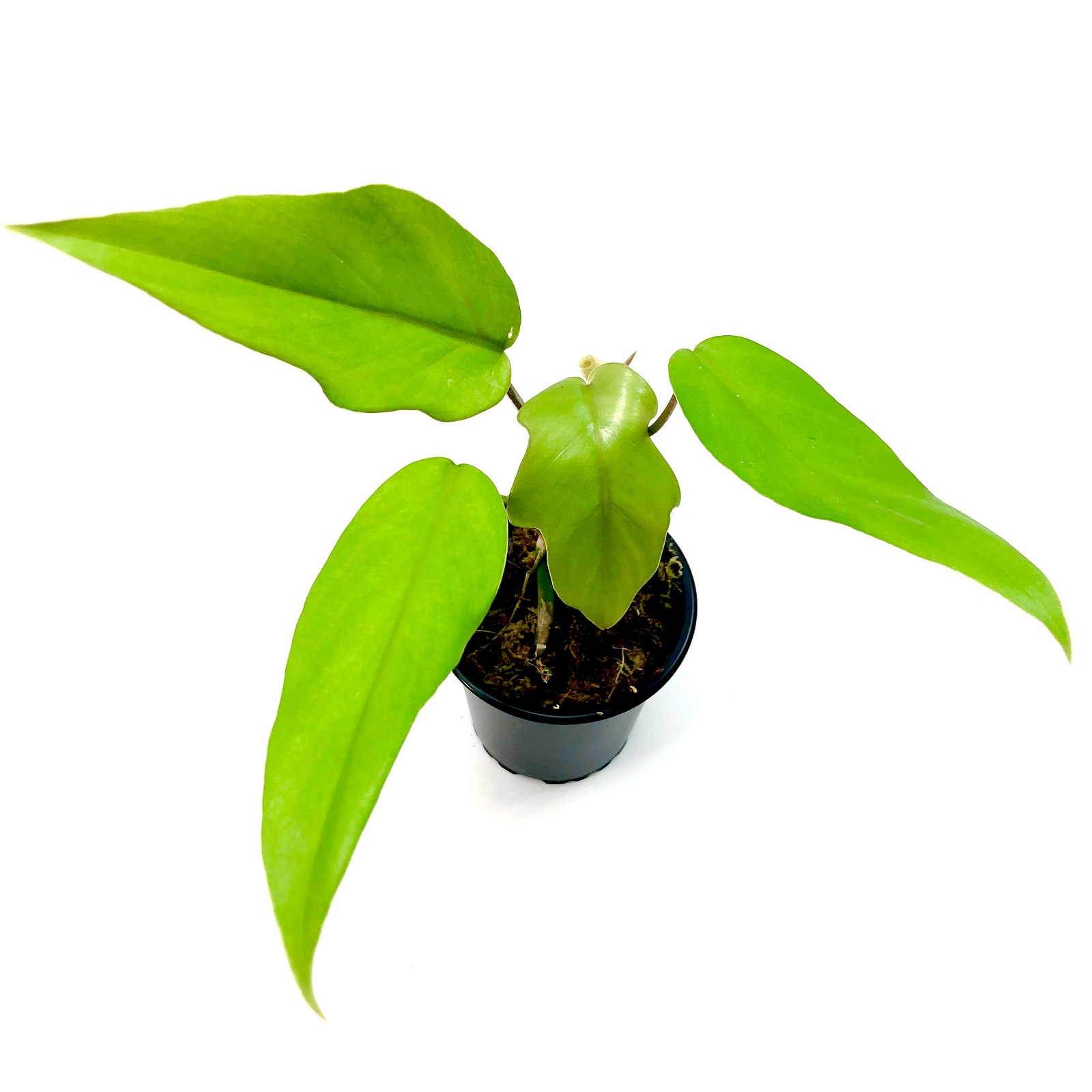 Philodendron pedatum