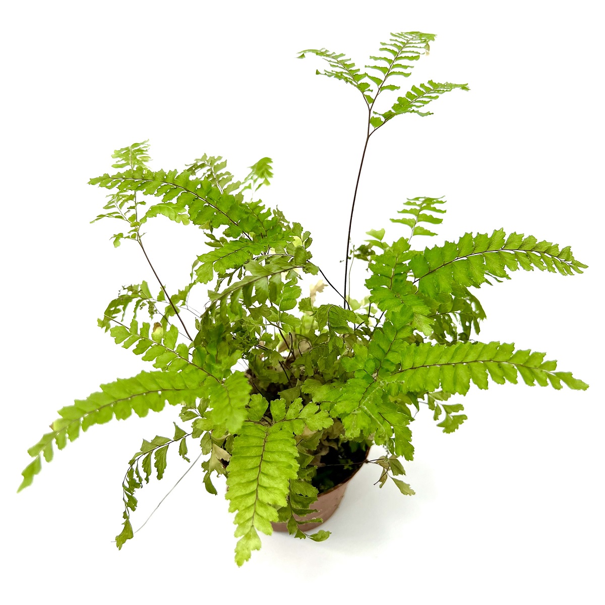 Nephrolepis exaltata
