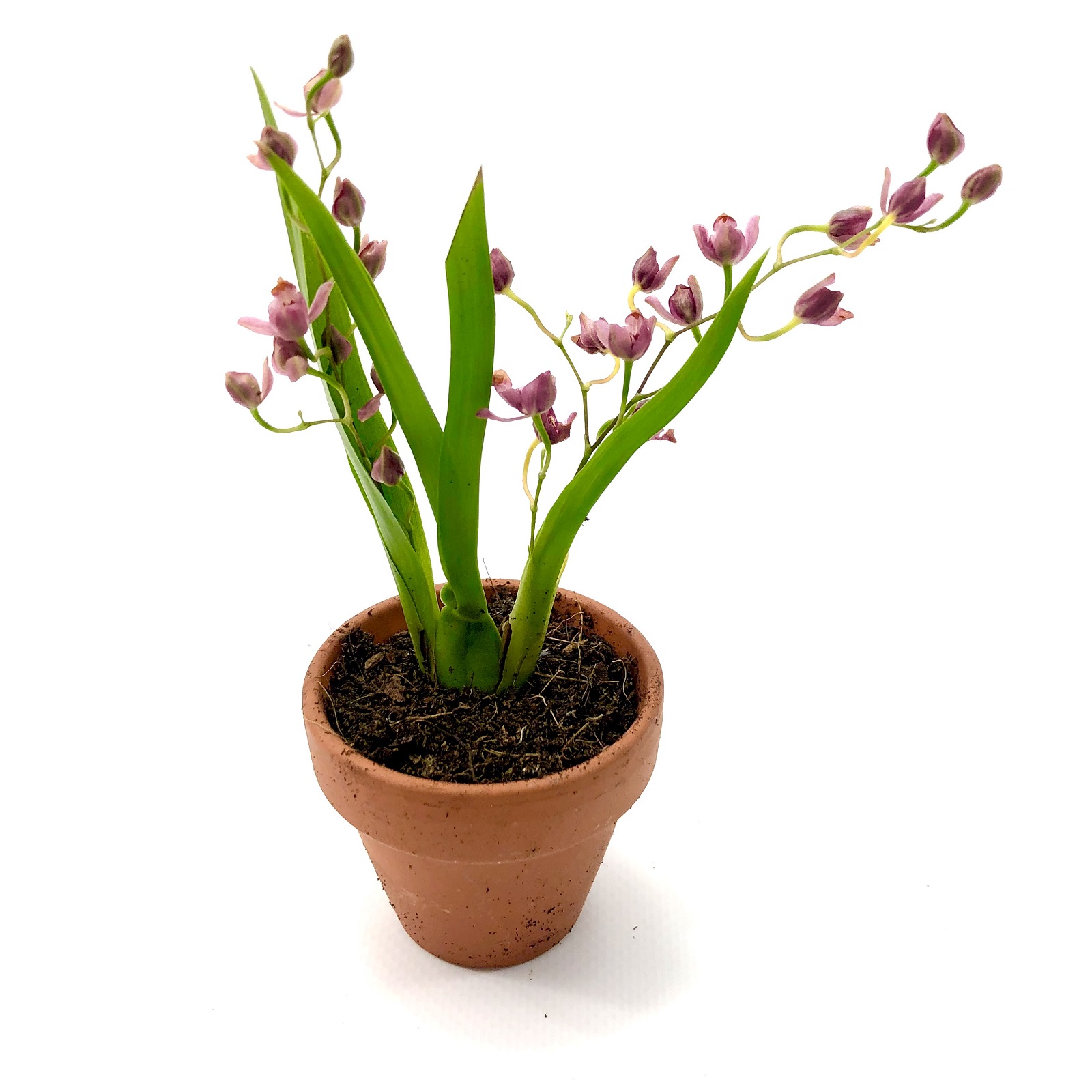 Oncidium lila