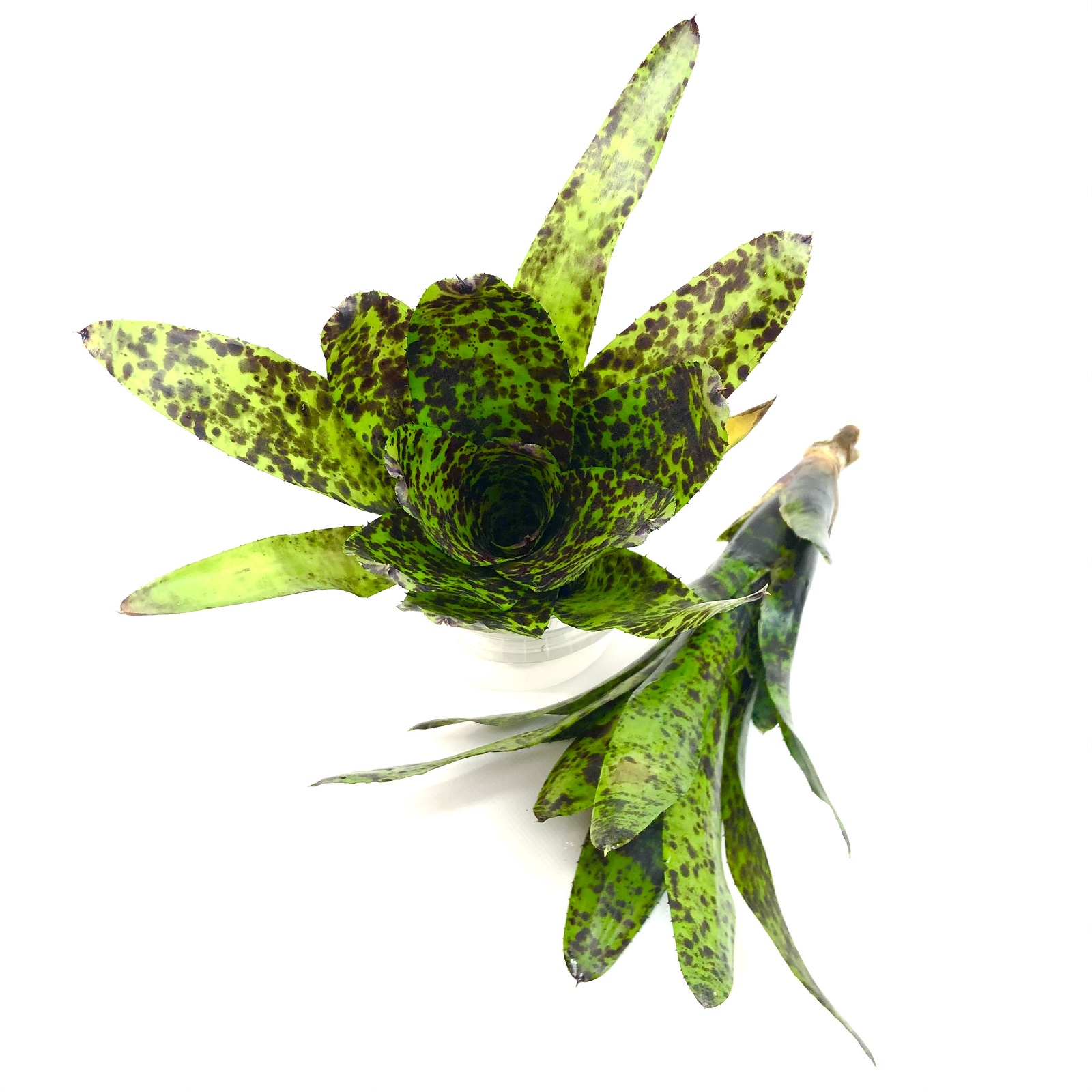 Neoregelia caviar