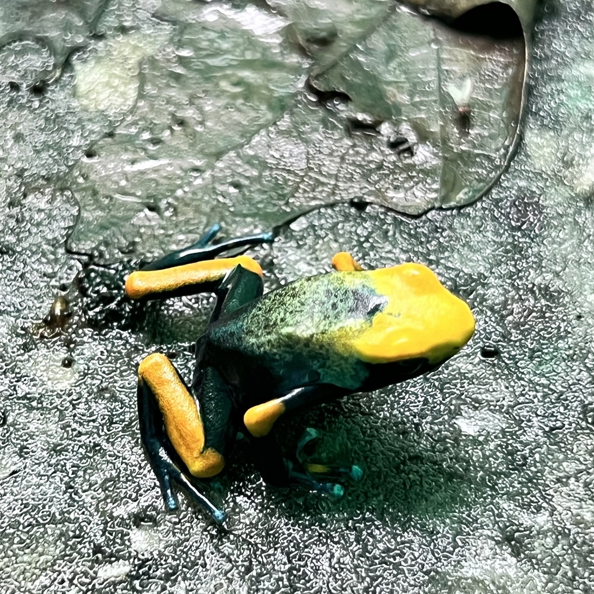 Dendrobates tinctorius tumucumaque
