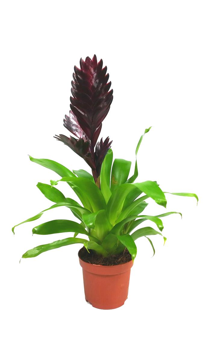 Vriesea spp Violette