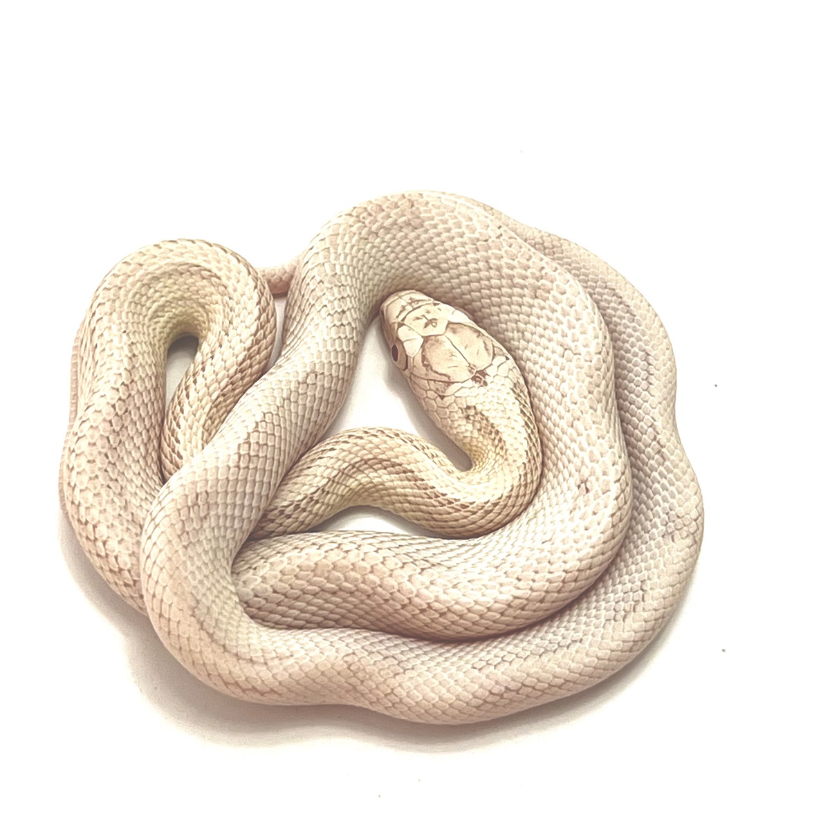 Snow Blood Striped Kornnatter