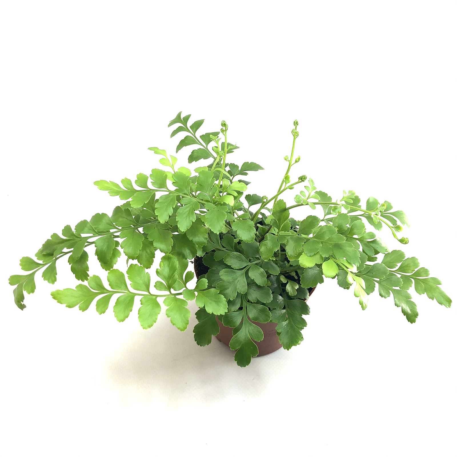 Asplenium parvati