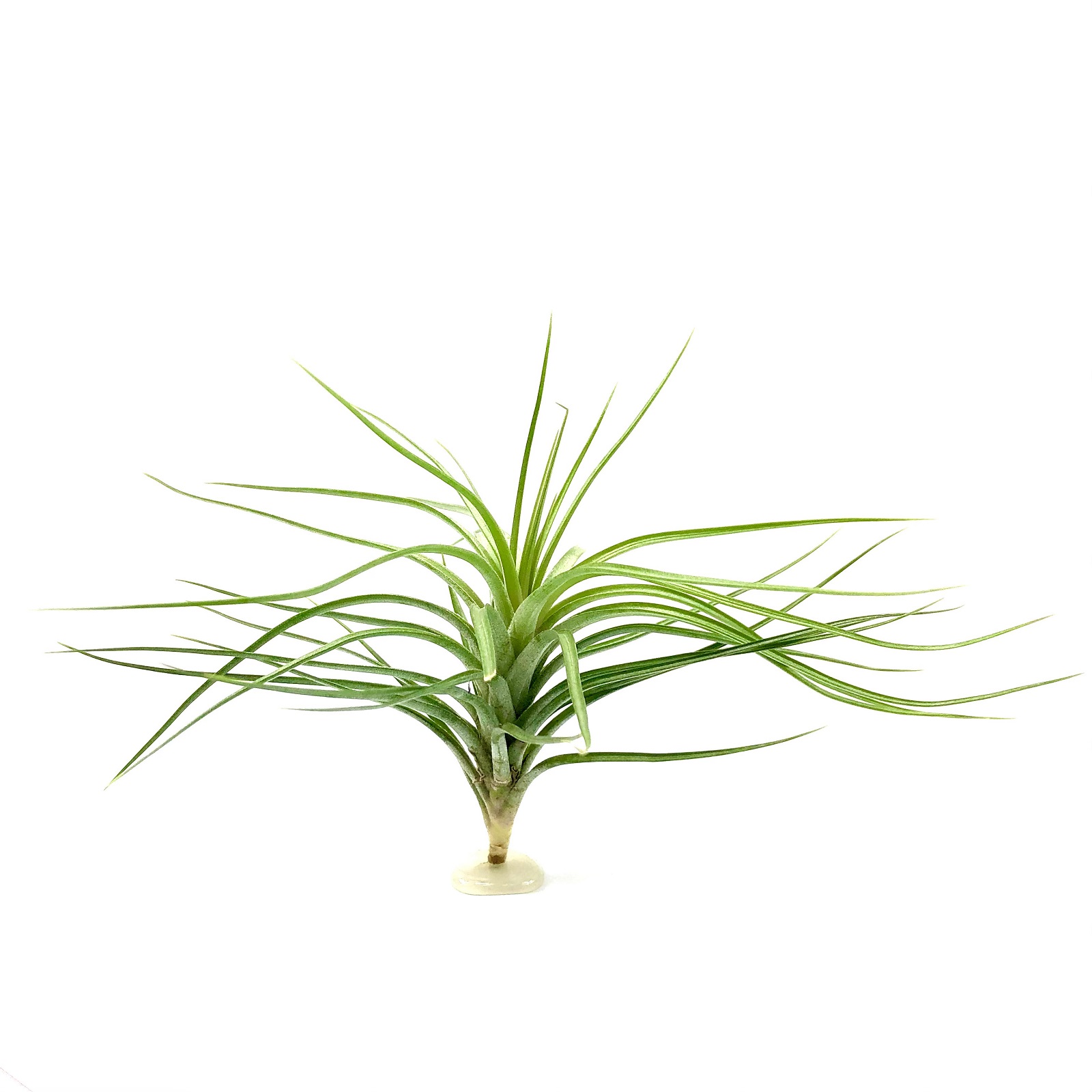 Tillandsia caulescens