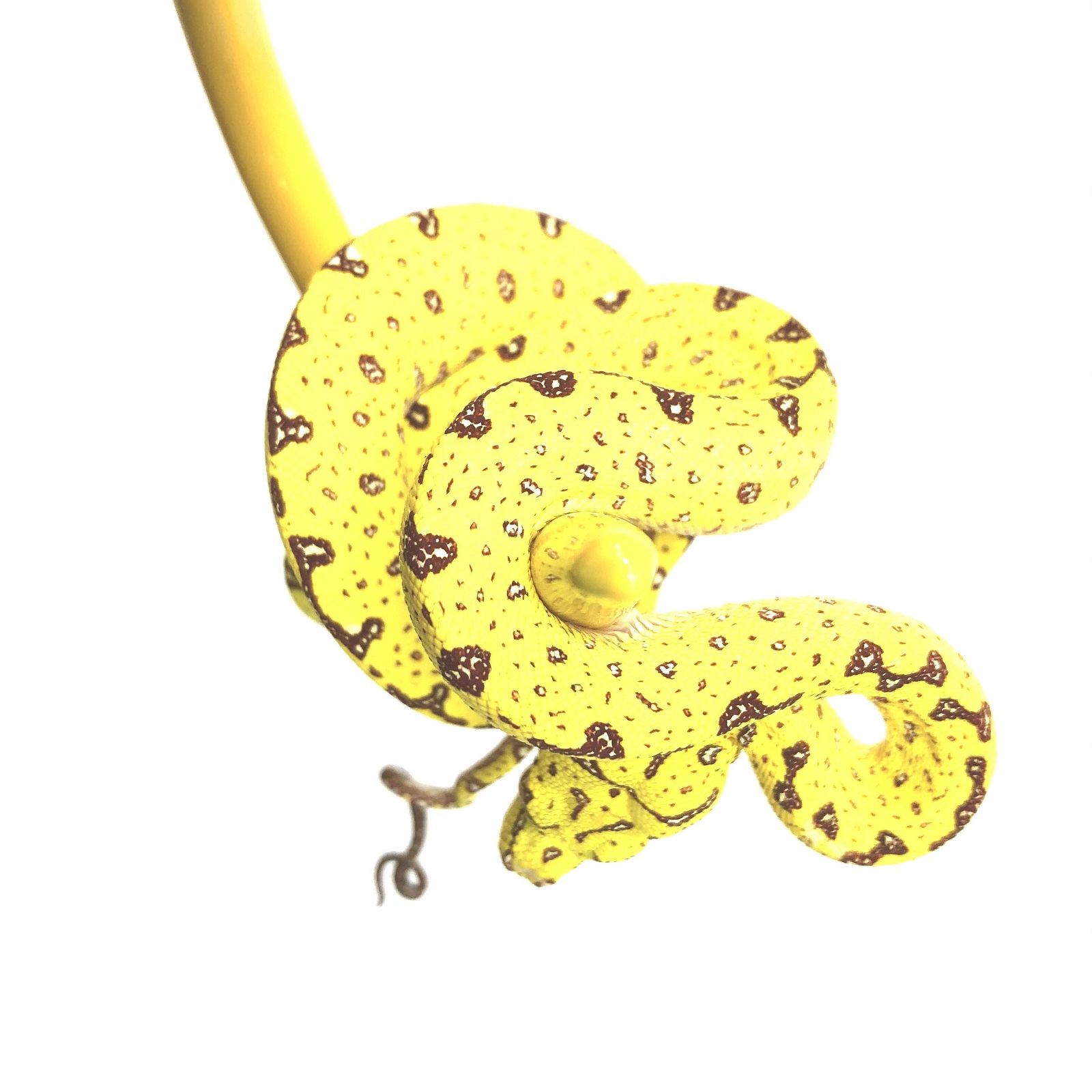Baumpython Morelia viridis Sorong
