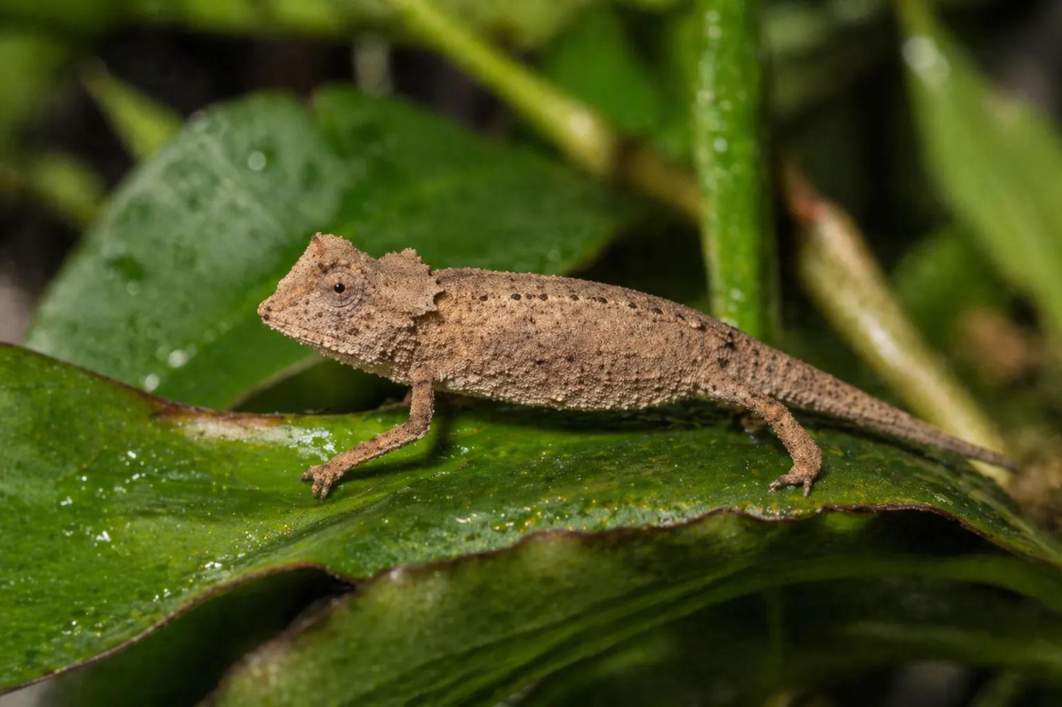 Stachelerdchamäleon Brookesia stumpffi