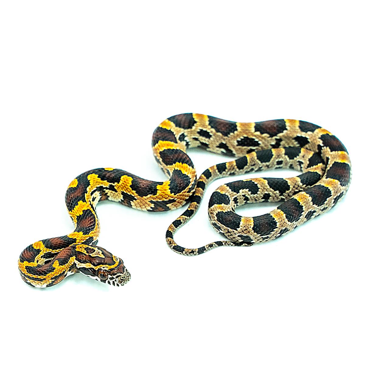 Kornnatter Pantherophis guttatus okeetee