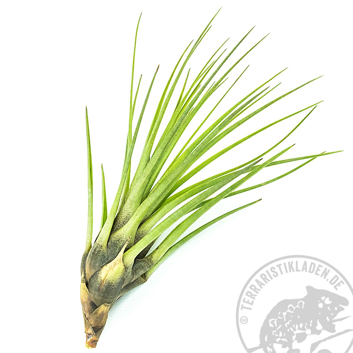 Tillandsia melanocrater tricolor