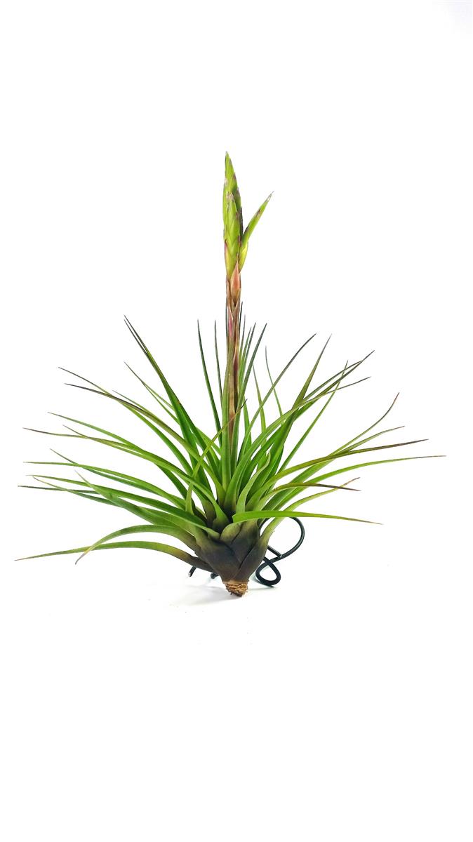 Tillandsia melanocrater tricolor