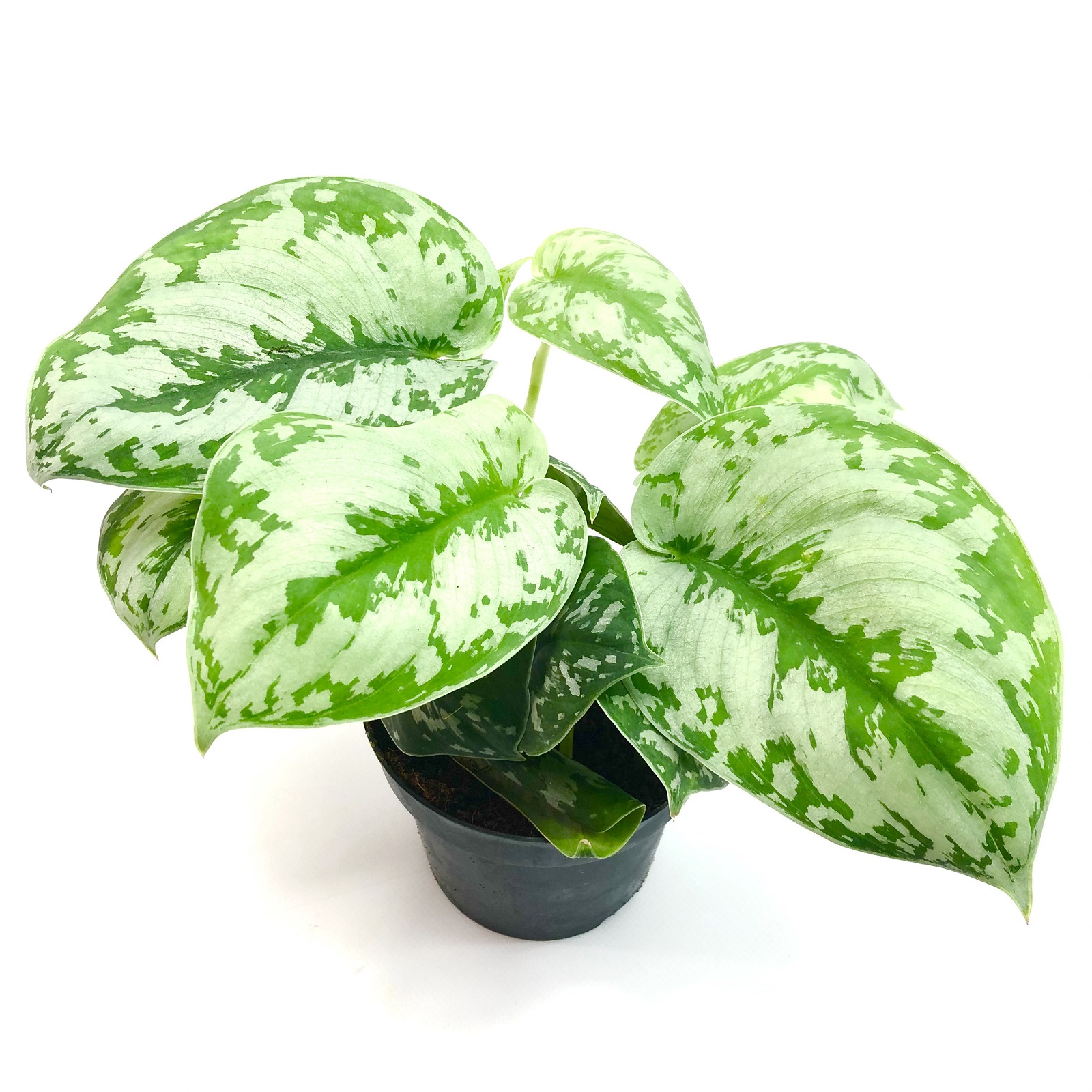 Scindapsus pictus Epipremnum