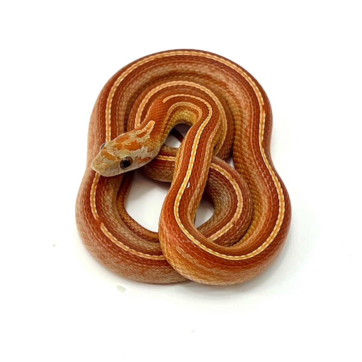 Pantherophis guttatus Albino Bloodred