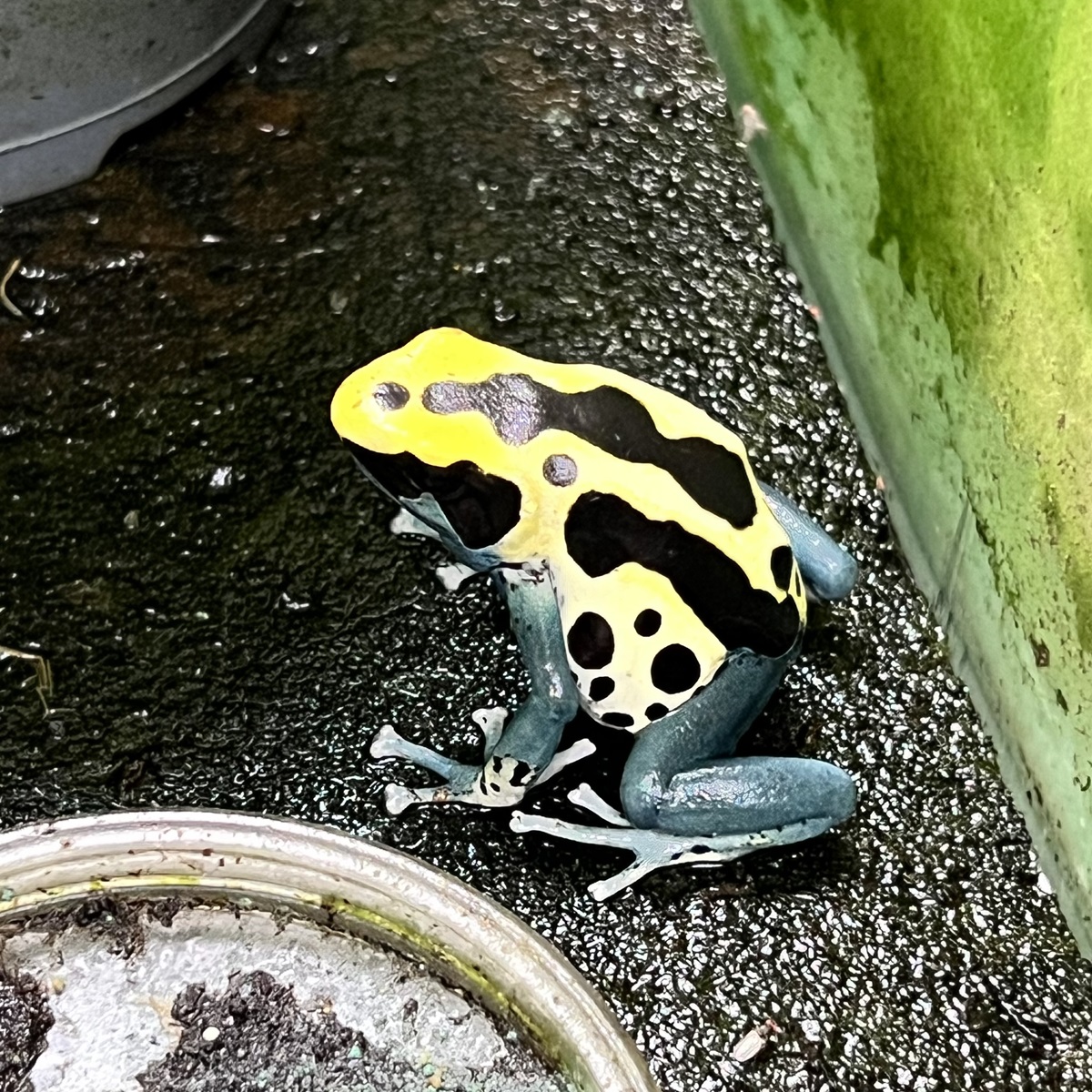 Dendrobates tinctorius patricia