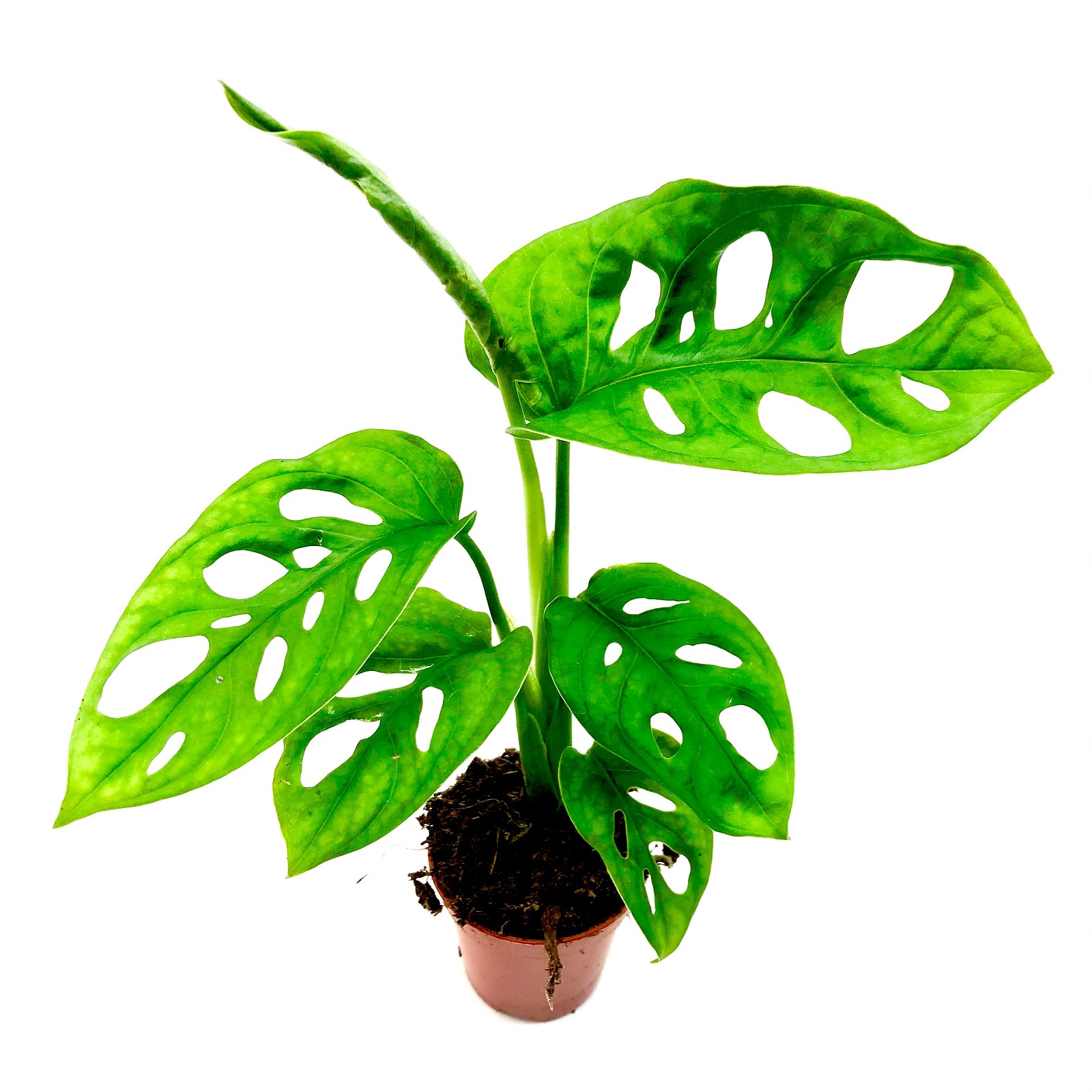 Philodendron obliqua Monstera