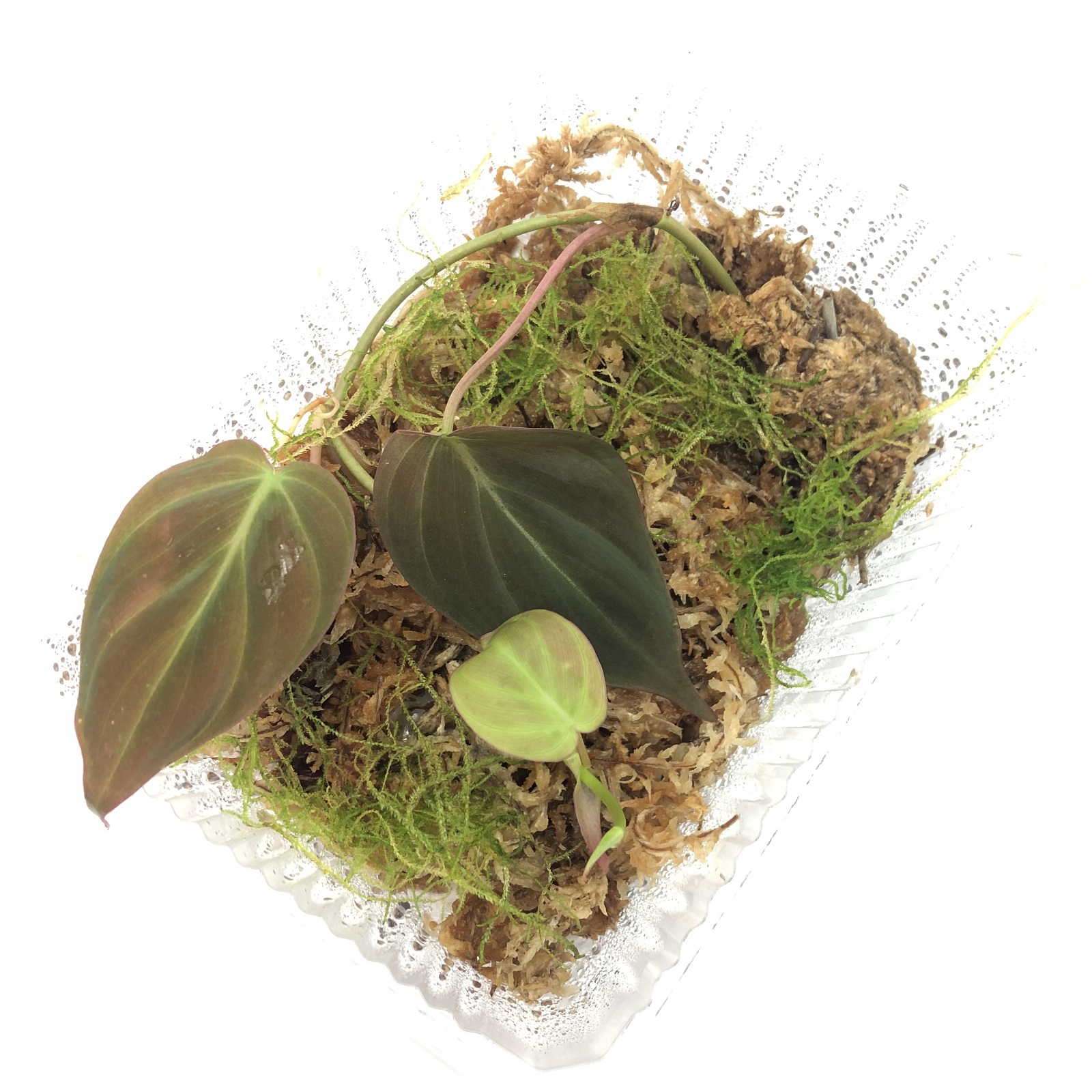 Philodendron hederaceum micans