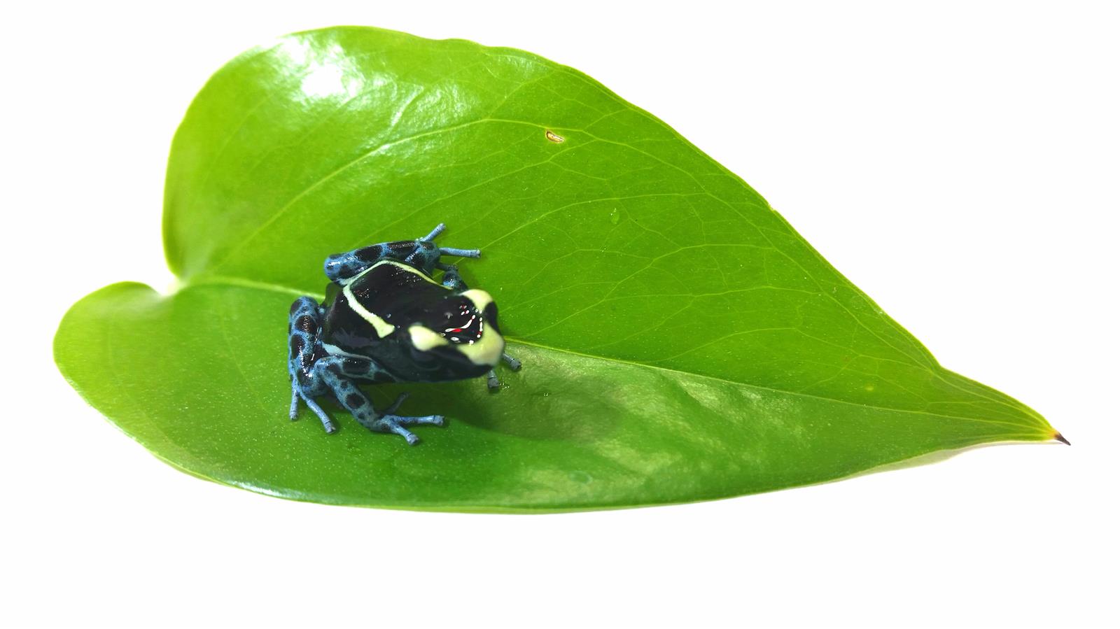 Dendrobates tinctorius Graubeiner