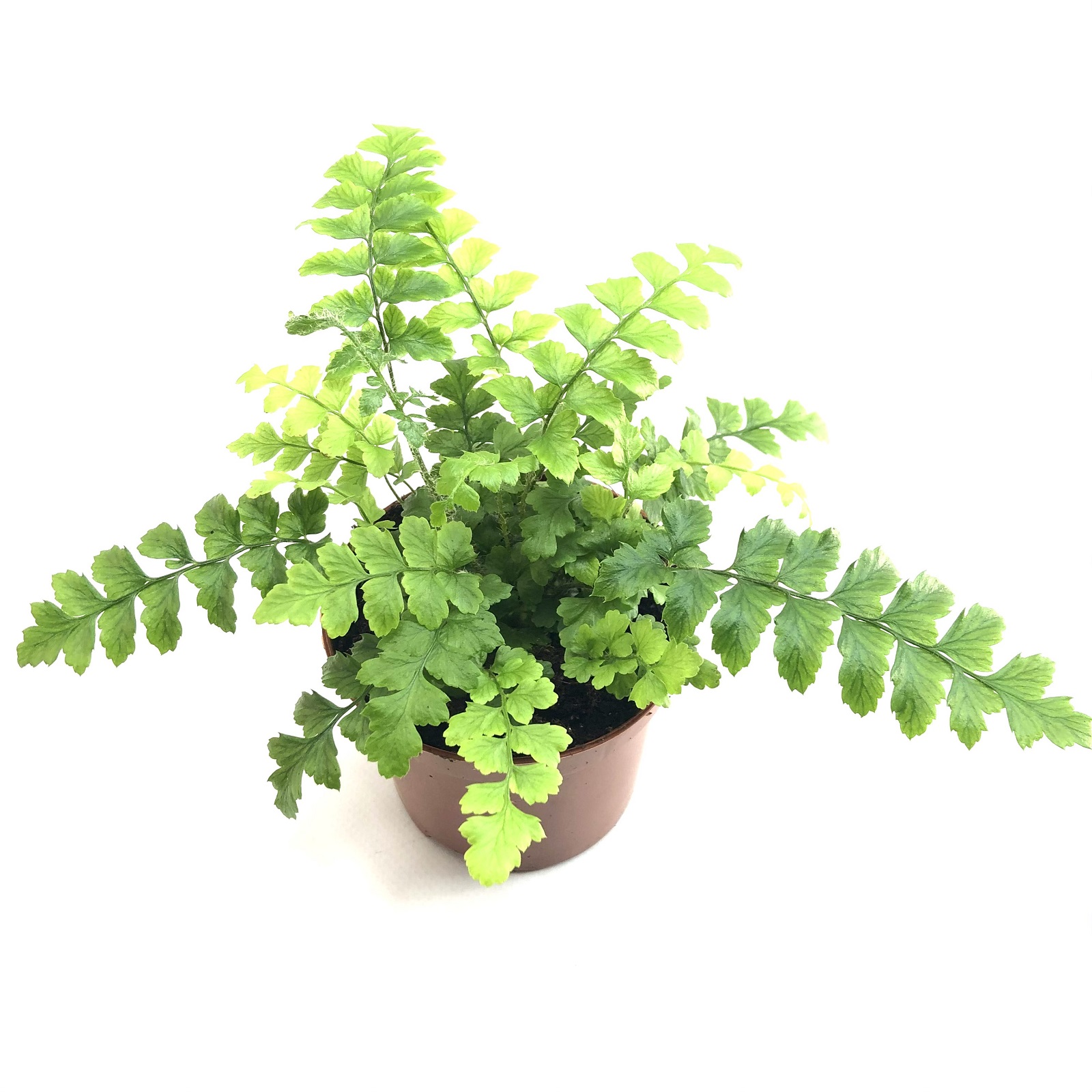 Polystichum polyblepharum