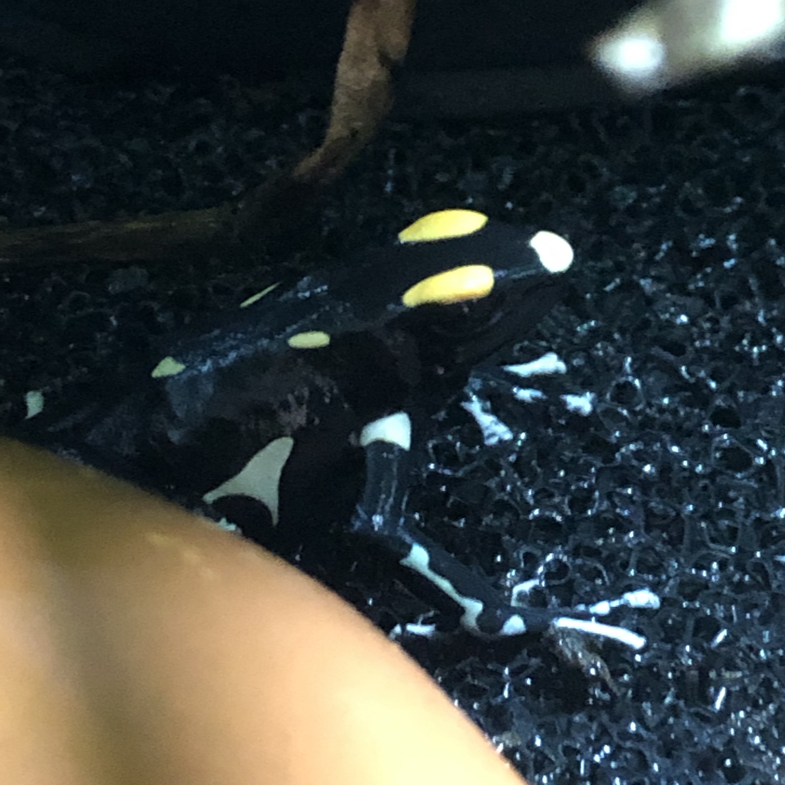 Dendrobates tinctorius black Surinam