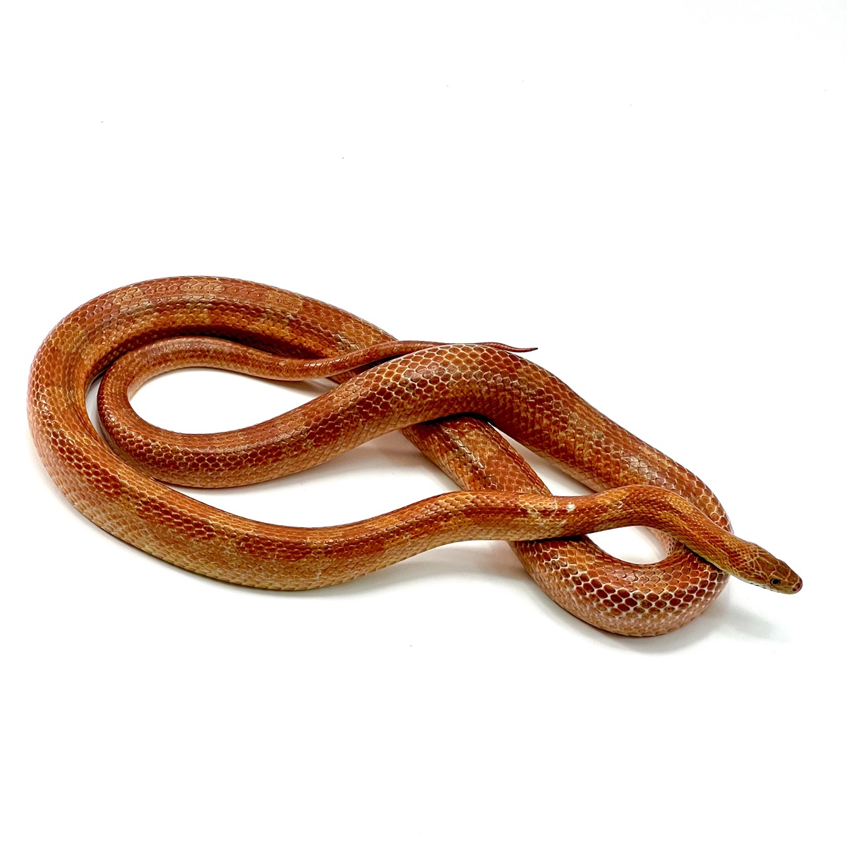 Pantherophis guttatus Albino Bloodred