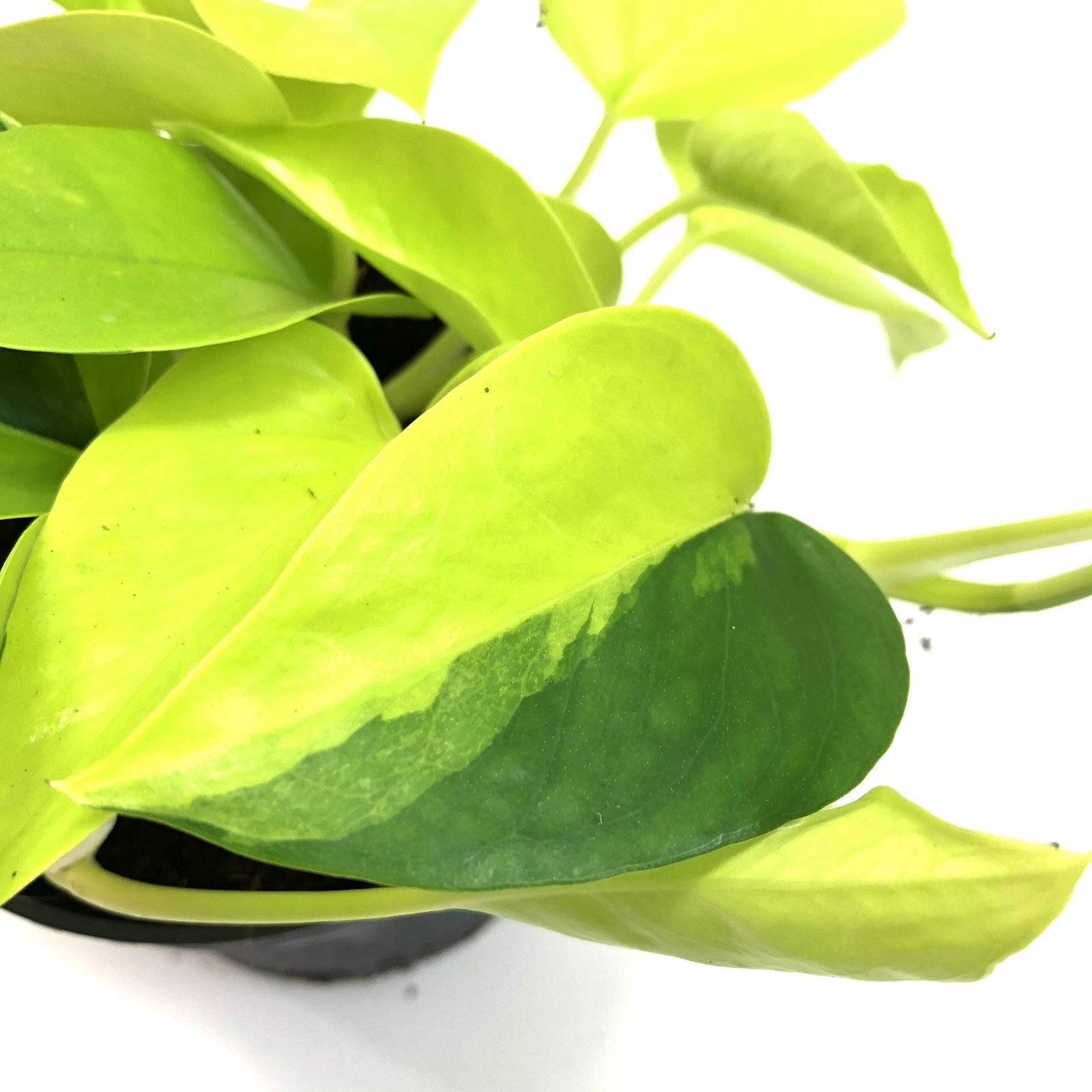 Epipremnum Golden Pothos variegata