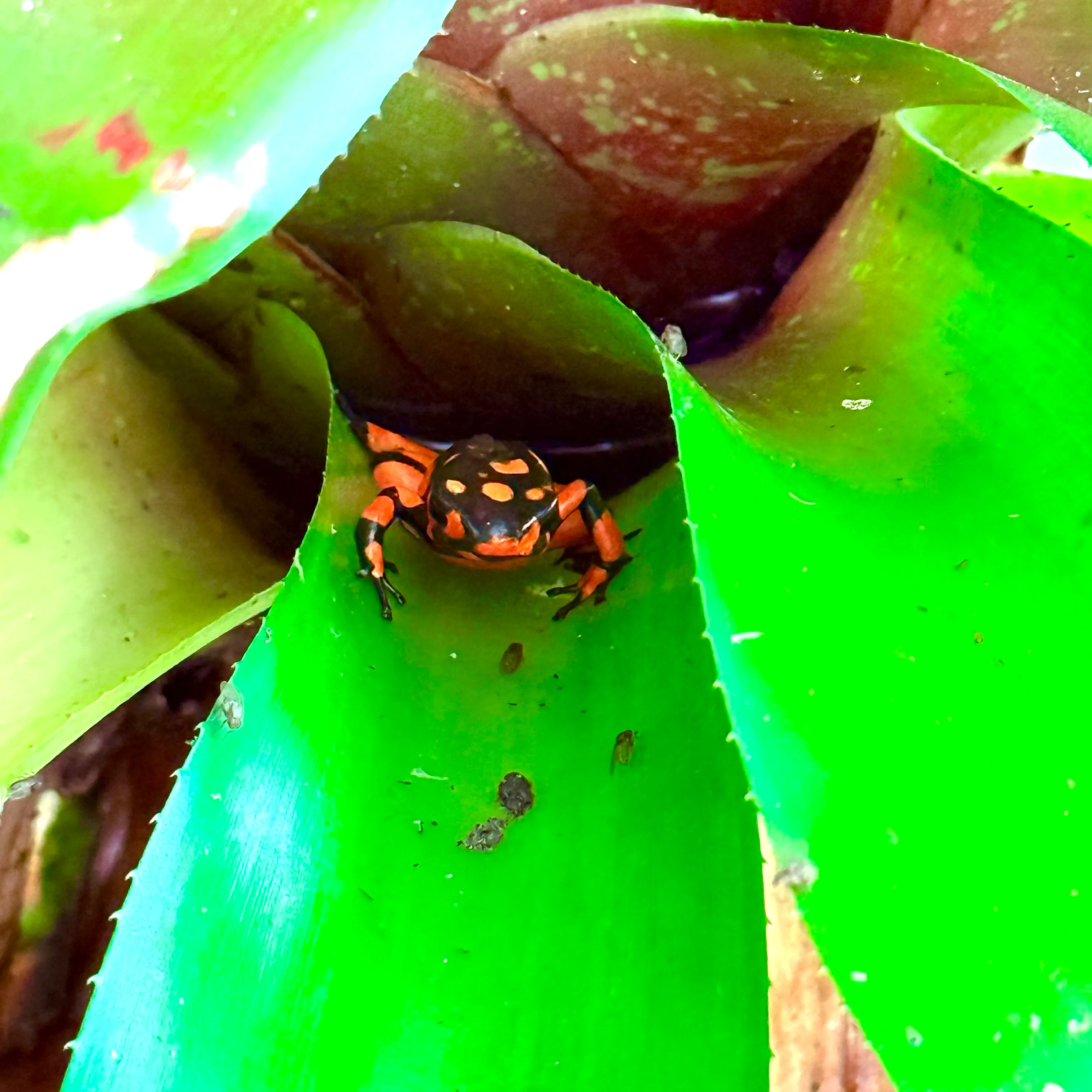 Oophaga histrionica Bahia Solano Zuchtgruppe