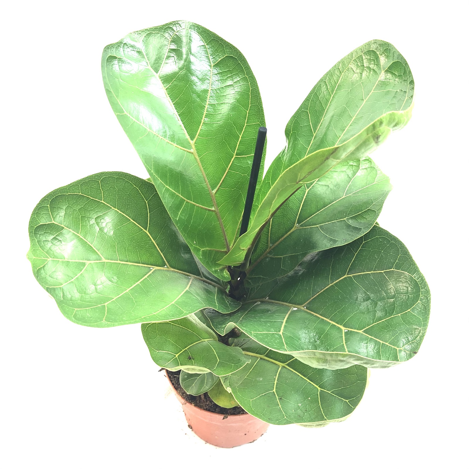 Ficus lyrata