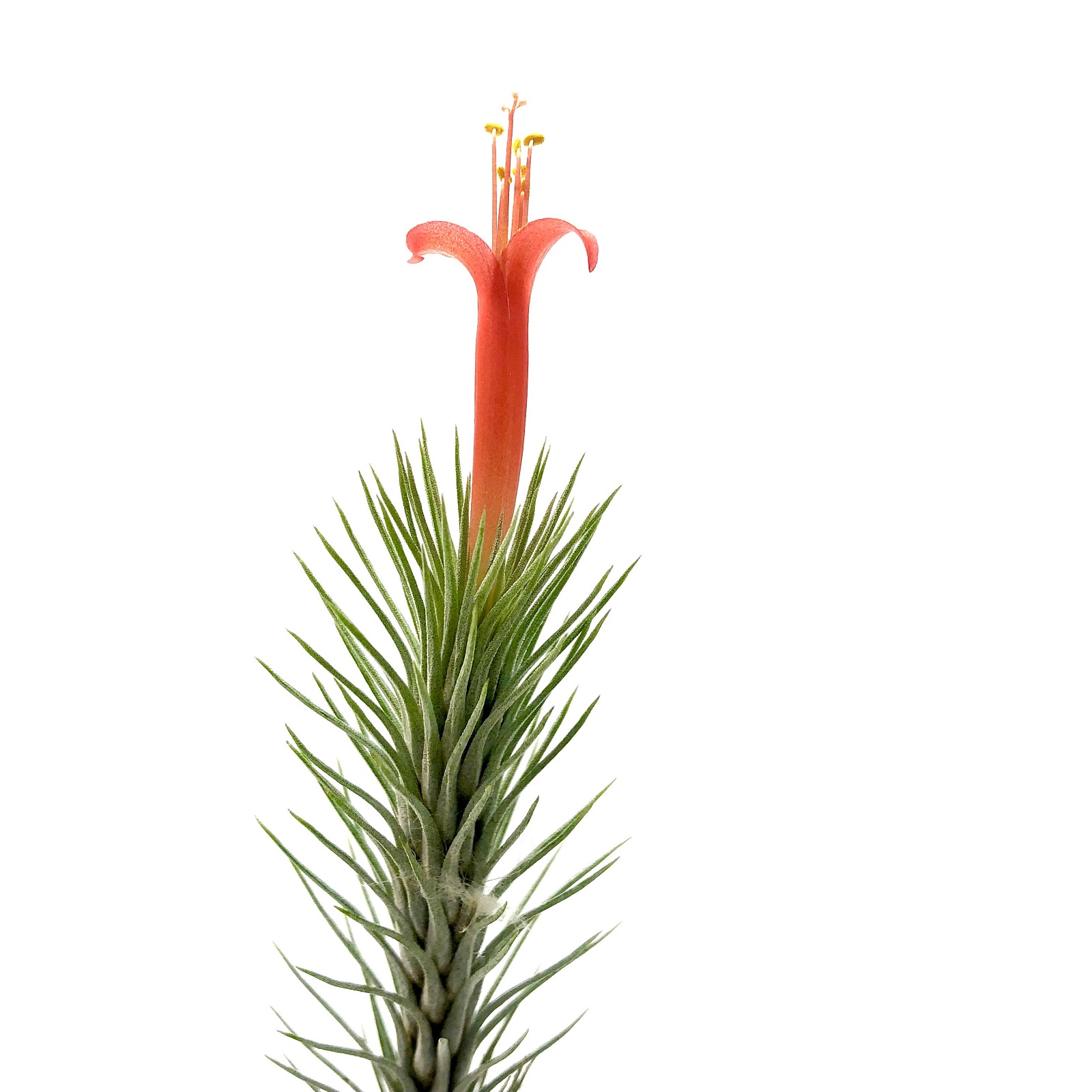 Tillandsia funckiana