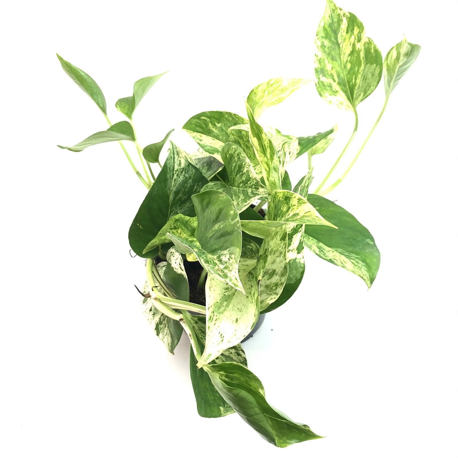 Epipremnum Marble Queen Epipremnum Marble Queen