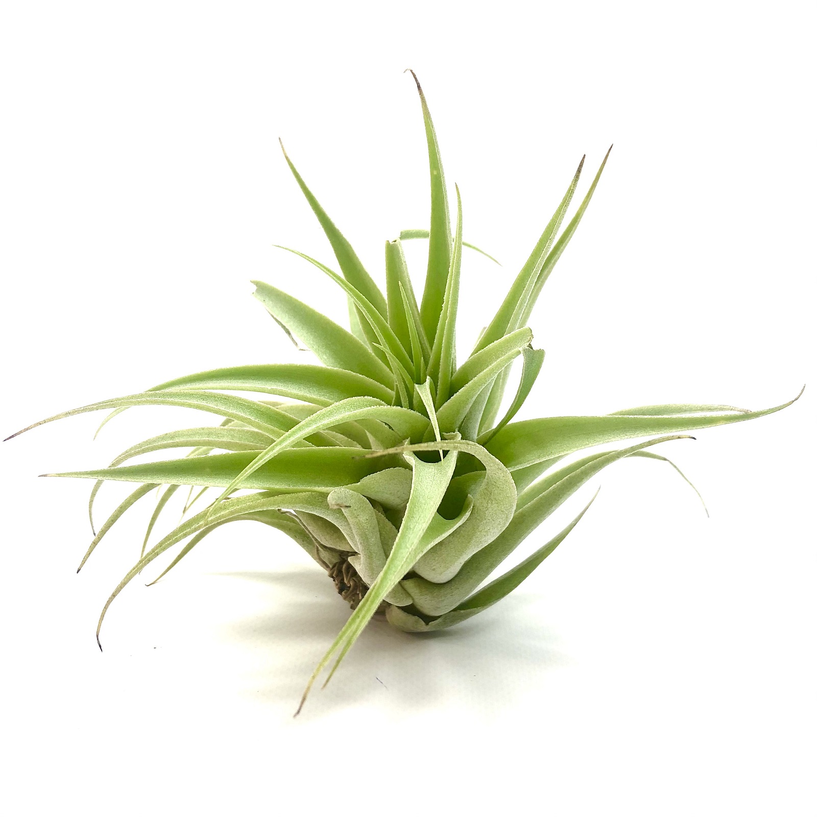 Tillandsia cacticola alba