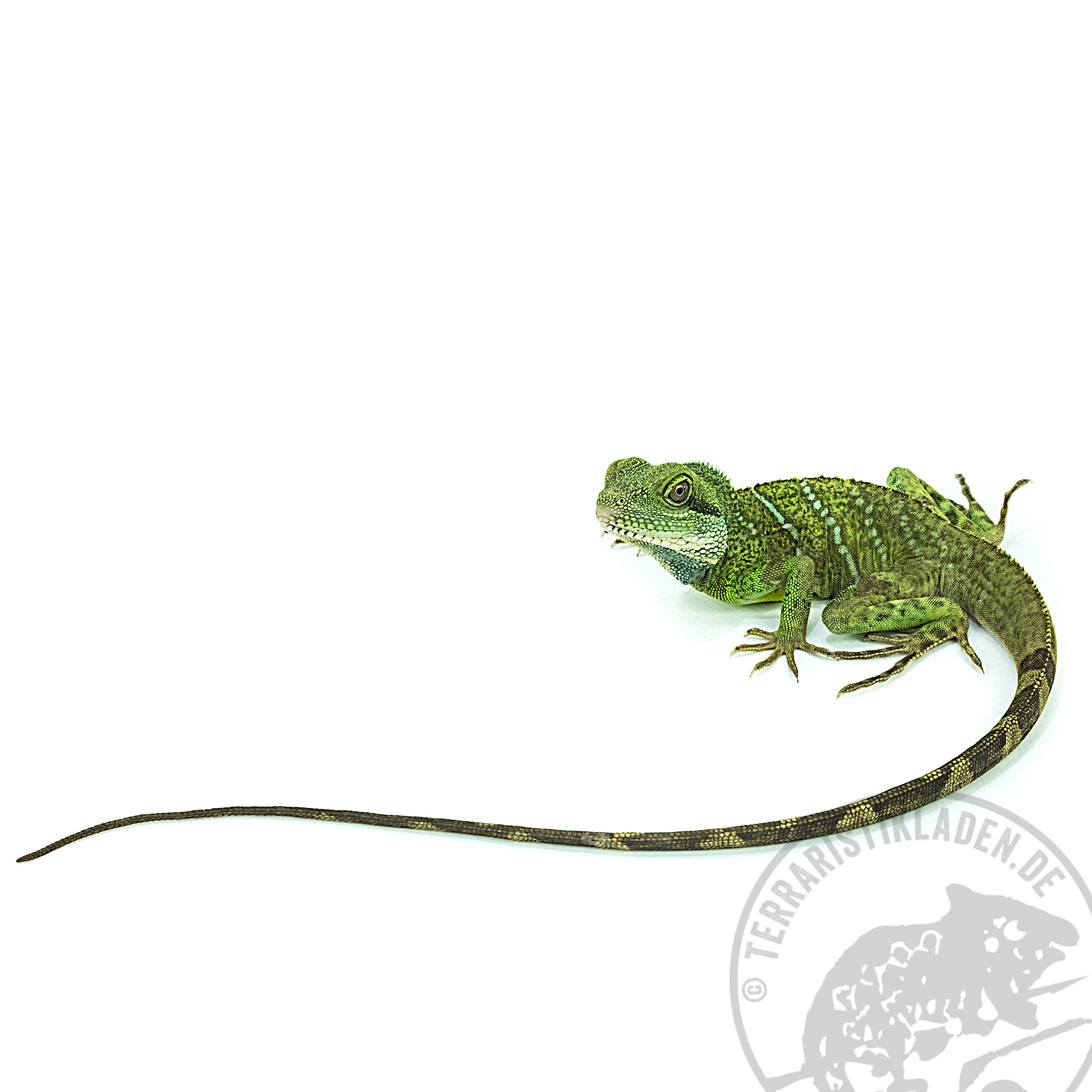 Physignathus cocincinus