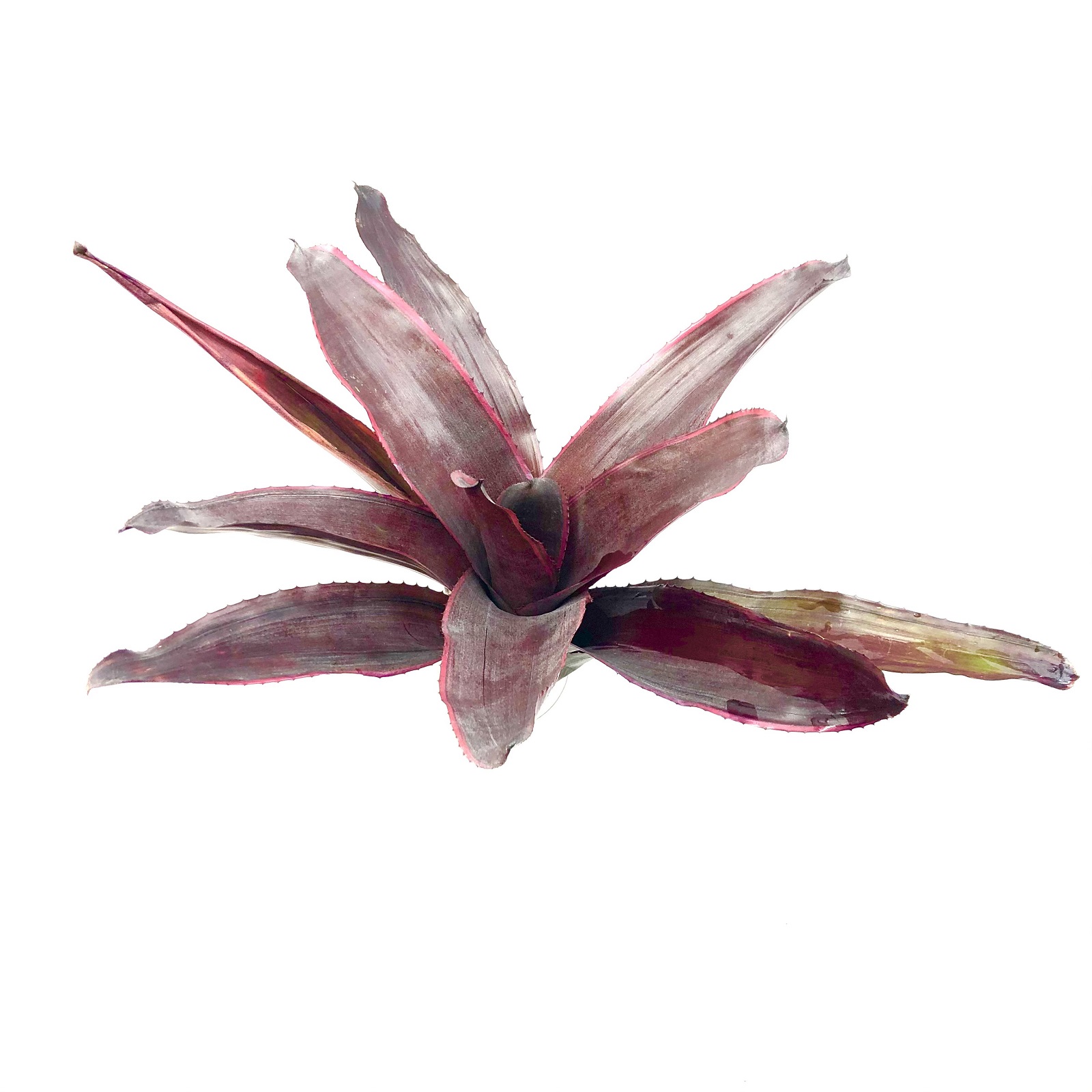 Neoregelia carcharodon var nigra MEGA Size