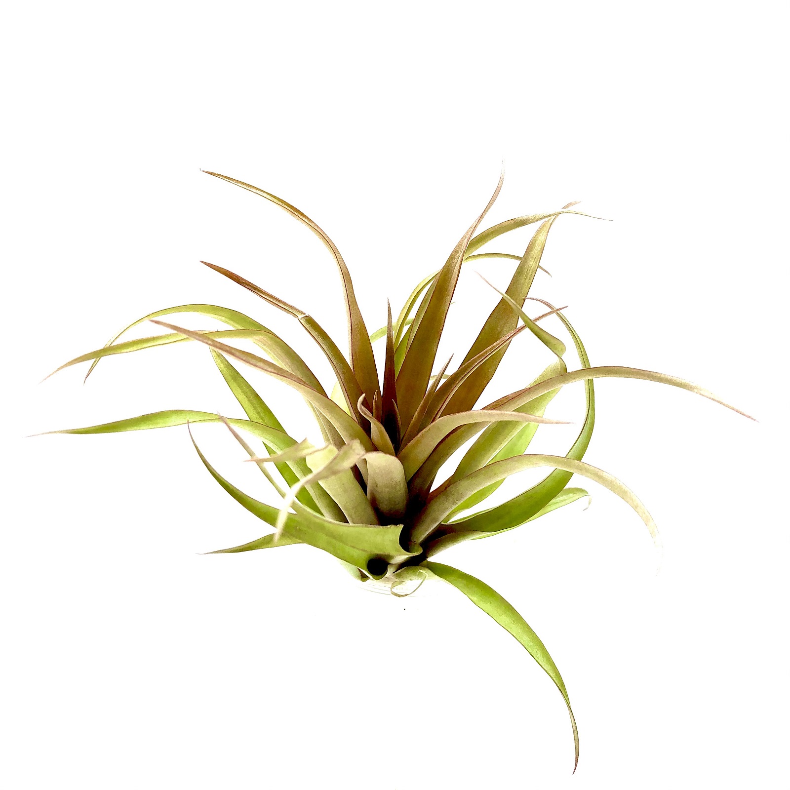 Tillandsia capitata red
