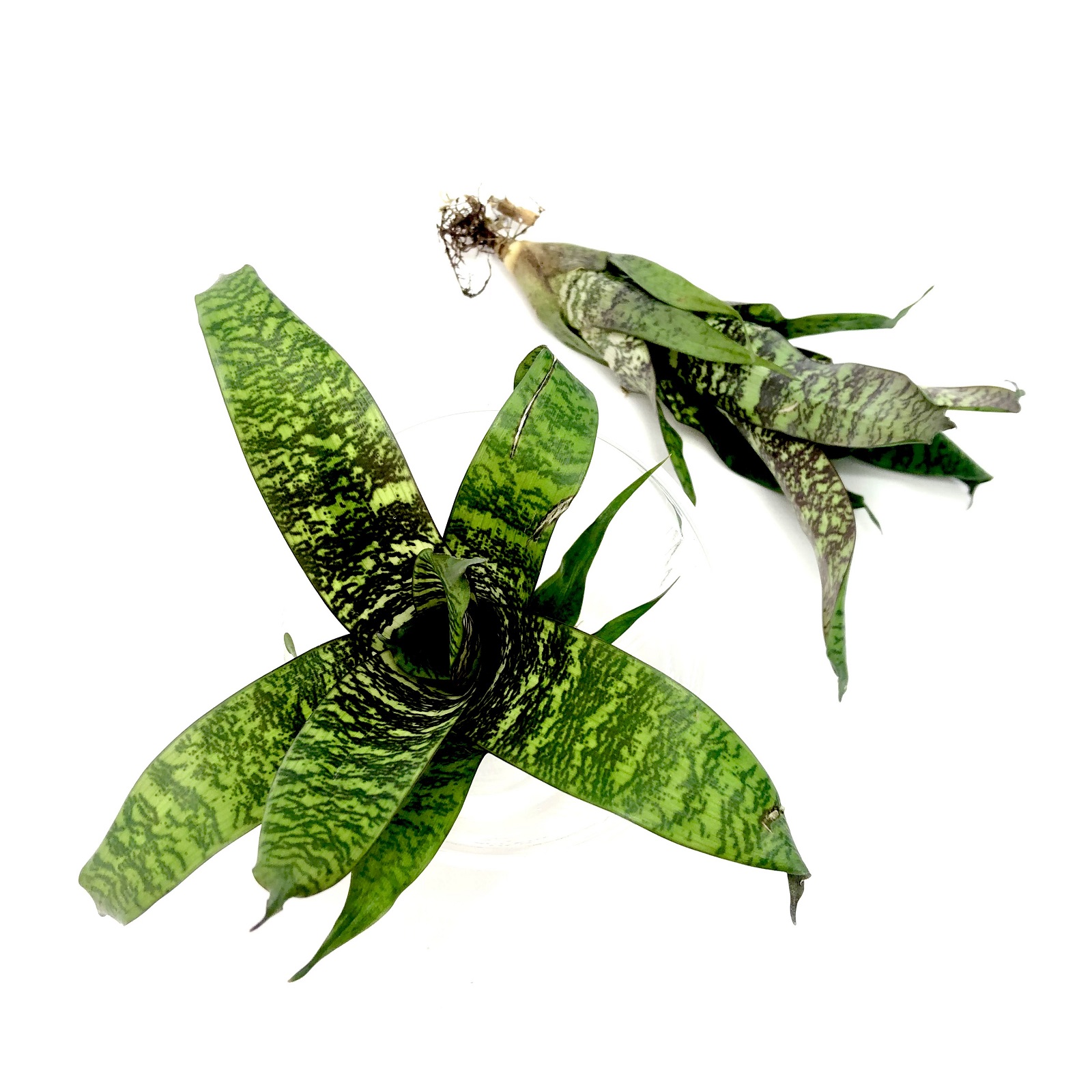 Vriesea fosteriana 