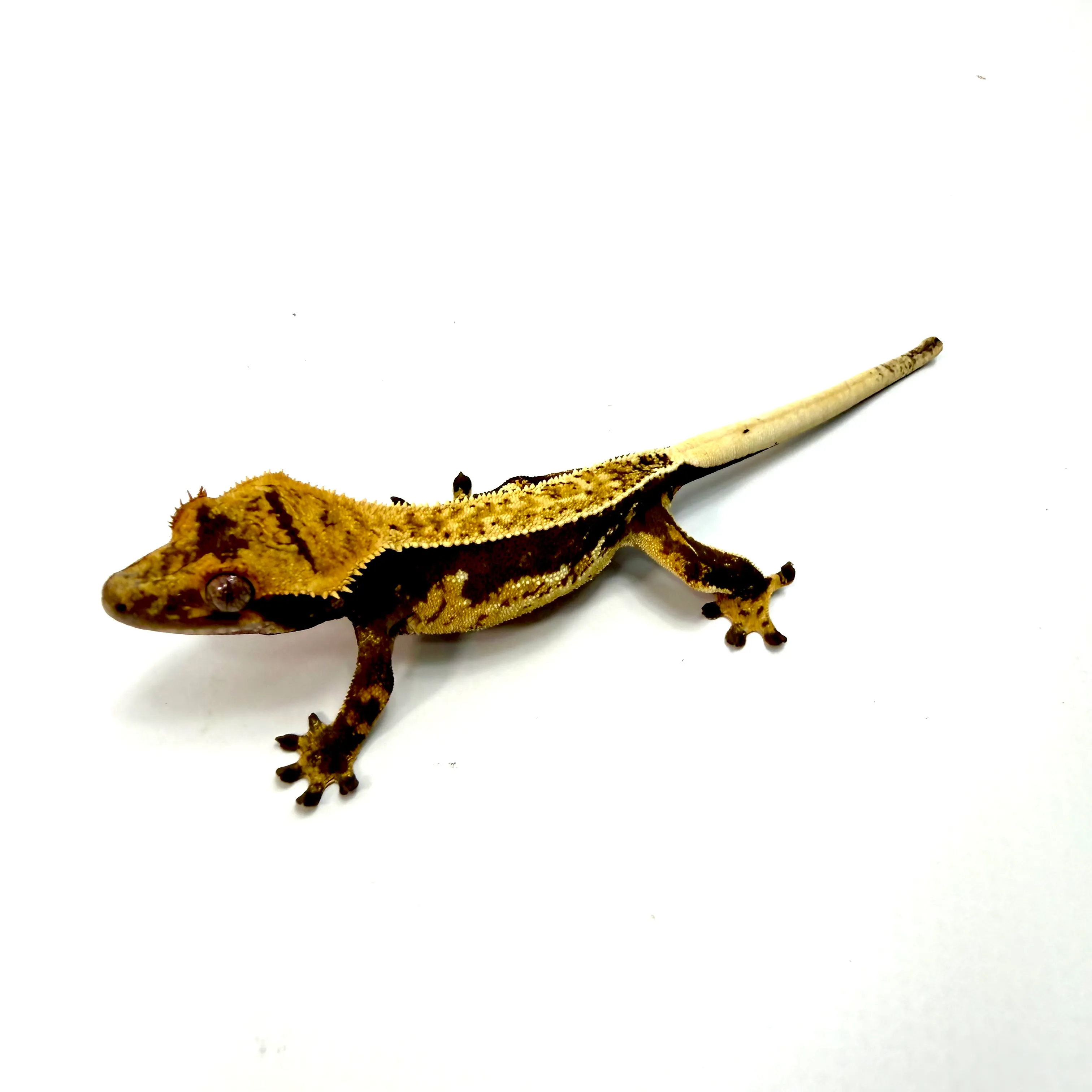 Full Pinstripe Flame