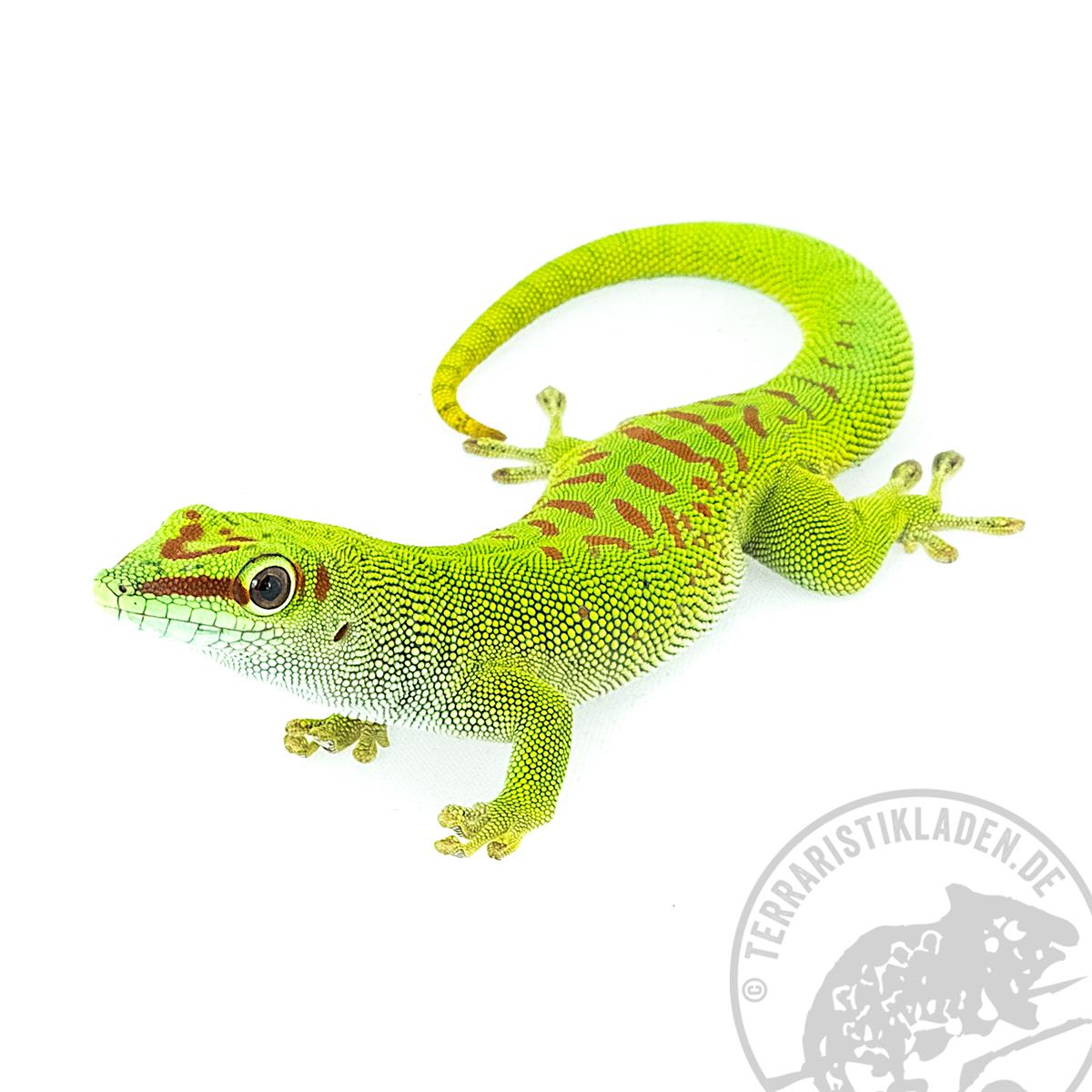 Phelsuma grandis