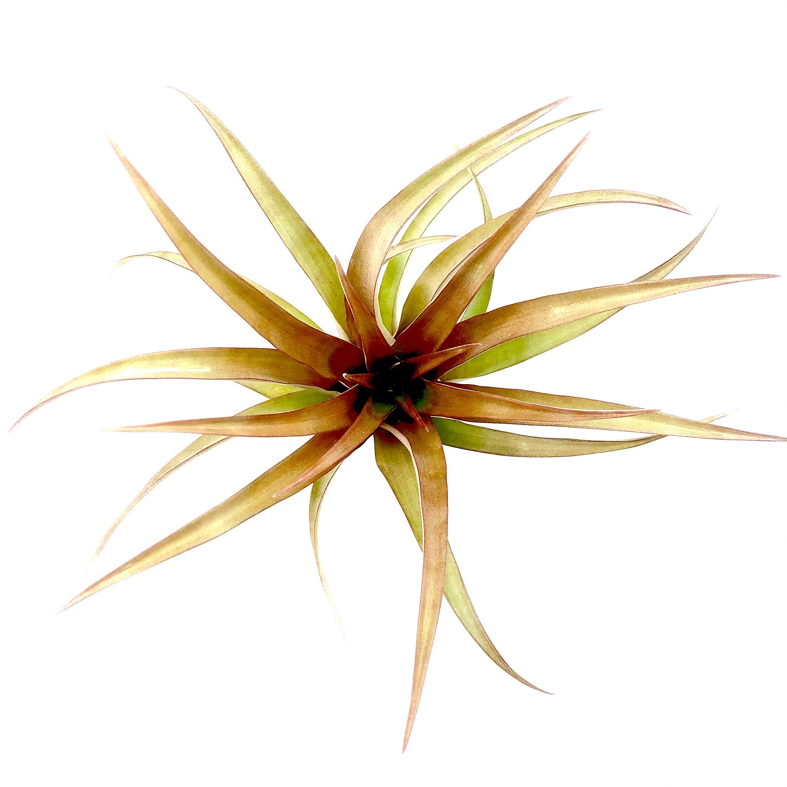 Tillandsia capitata red
