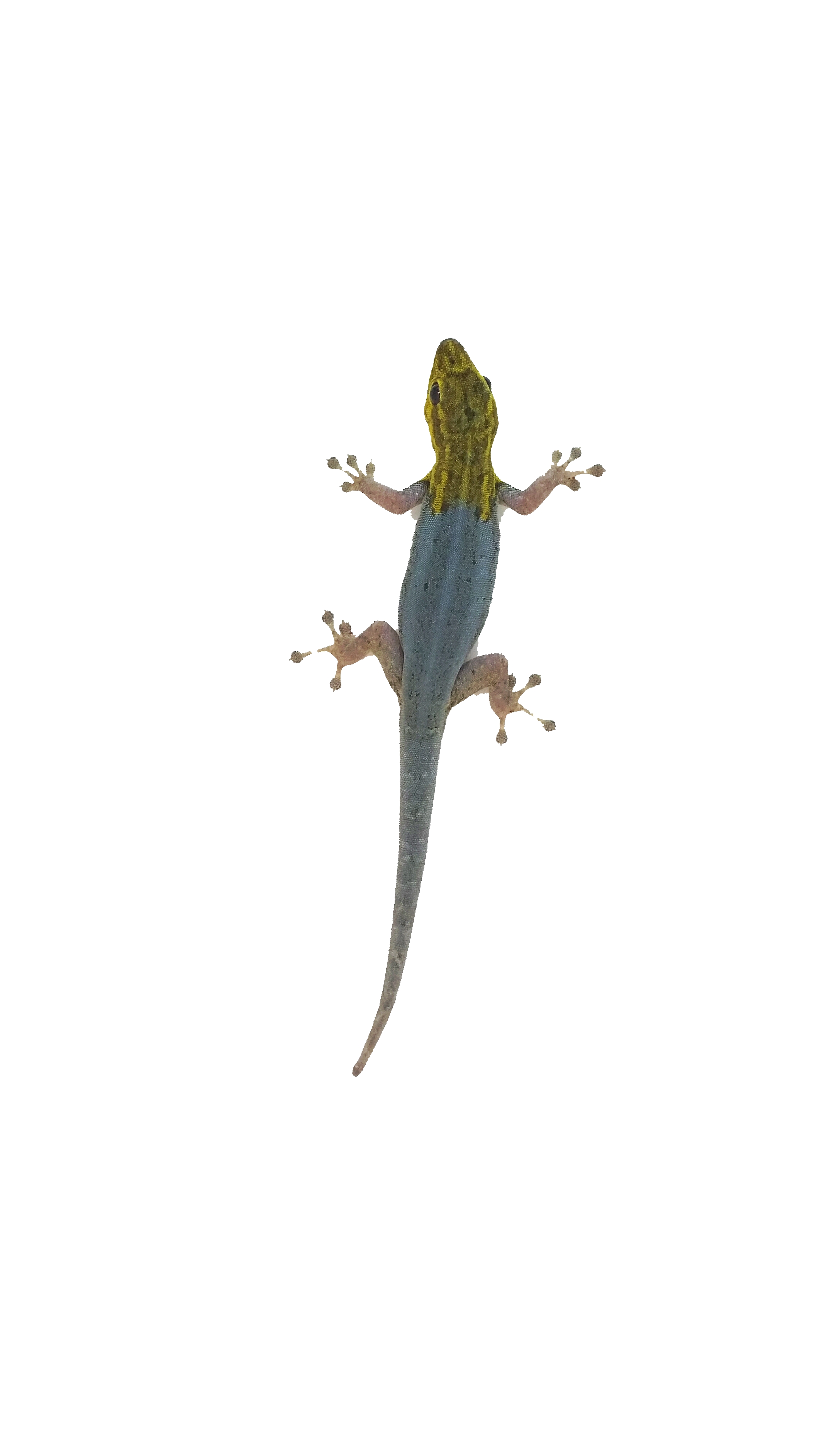 Lygodactylus picturatus