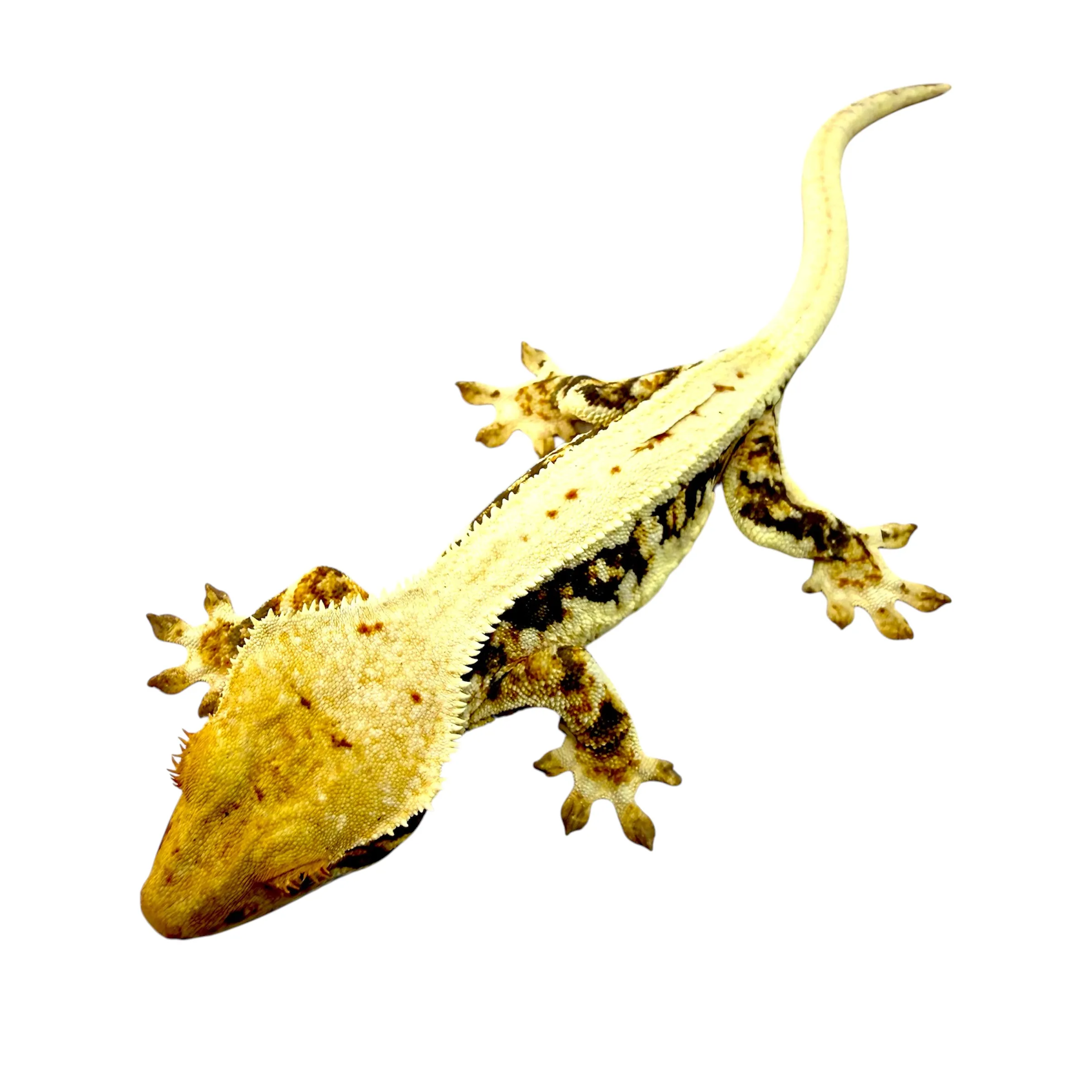 Lilly White Kronengecko