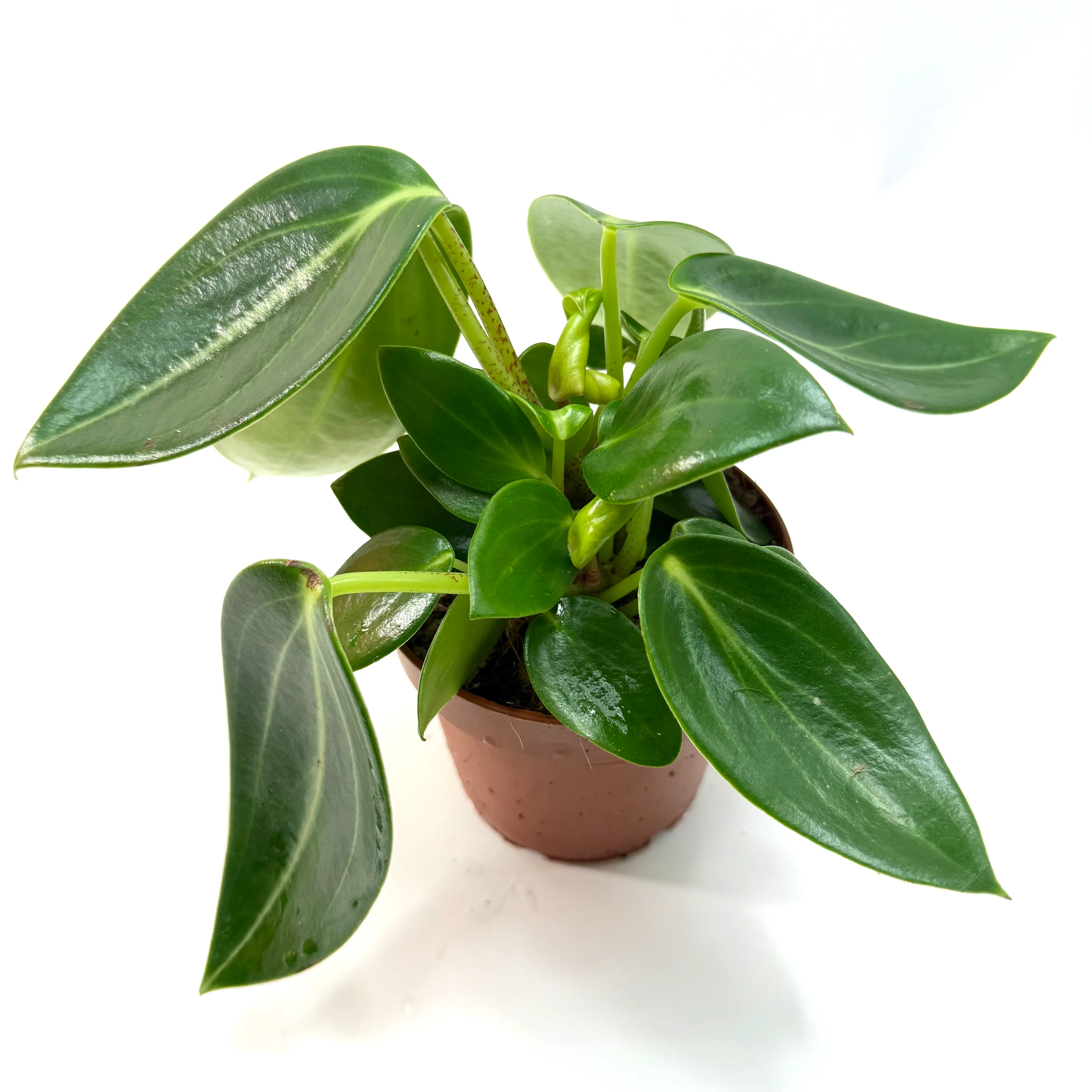 Peperomia maculosa 'Vanilla'