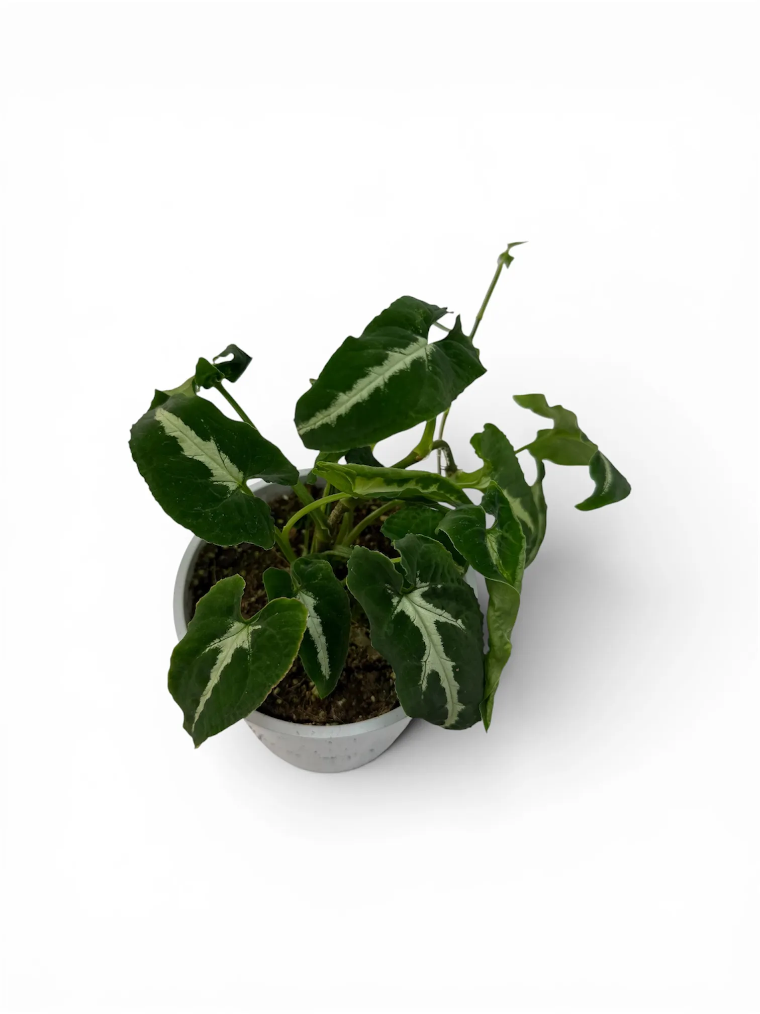 Syngonium wendlandii