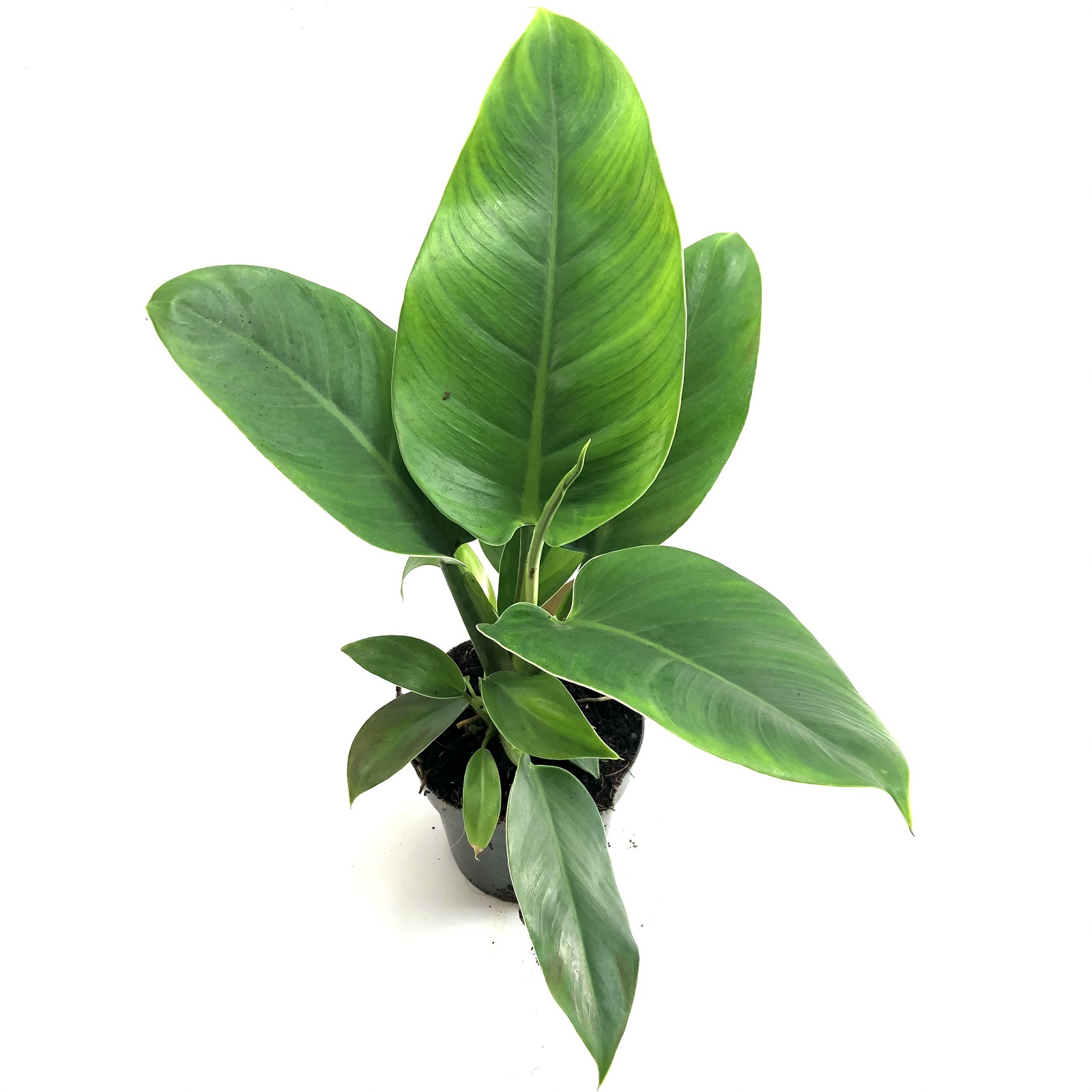 Philodendron imperial green
