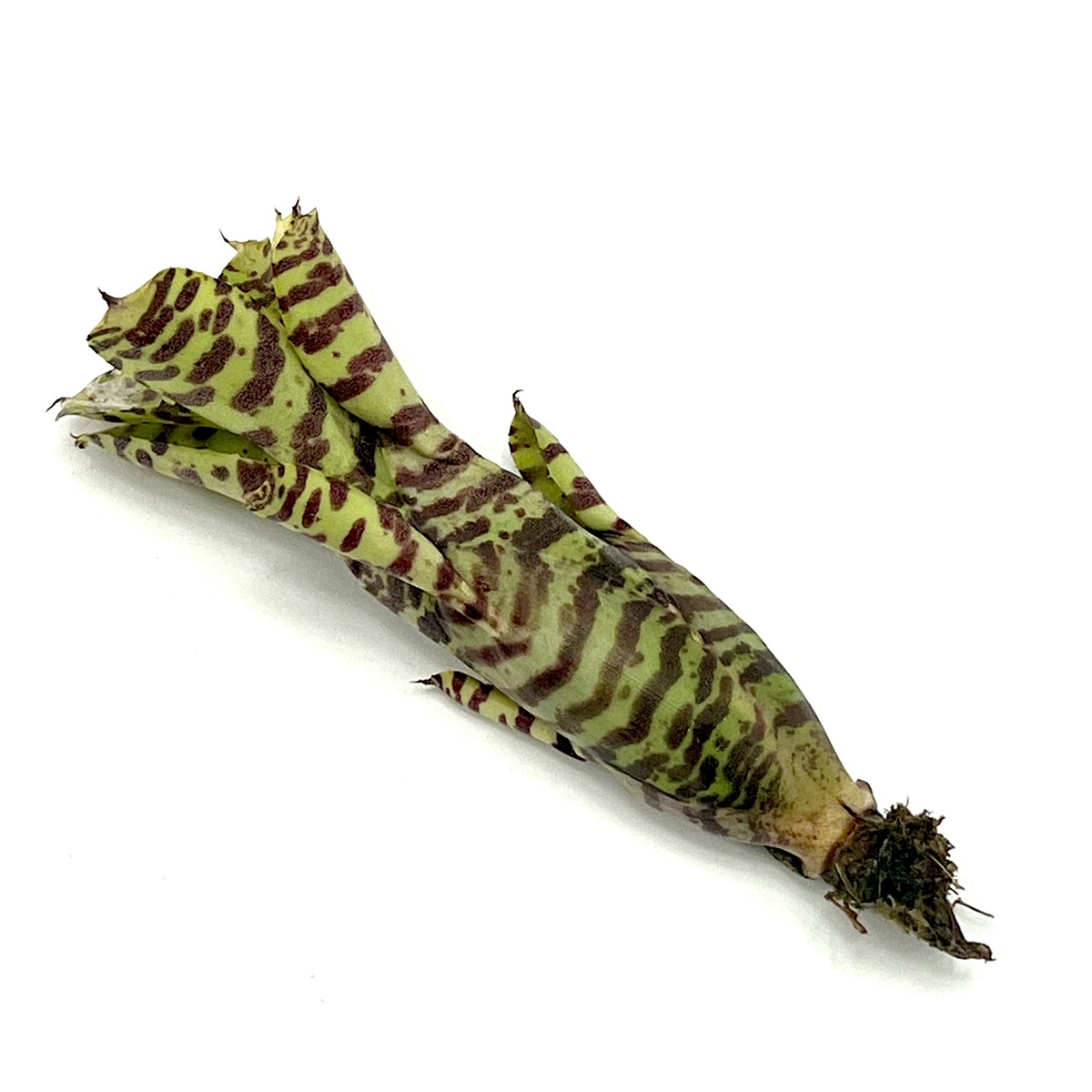Neoregelia zotica