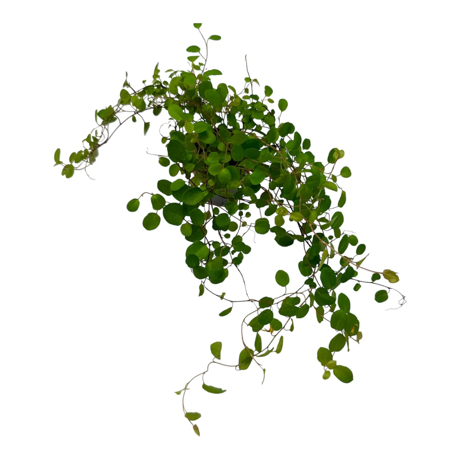 Muehlenbeckia complexa