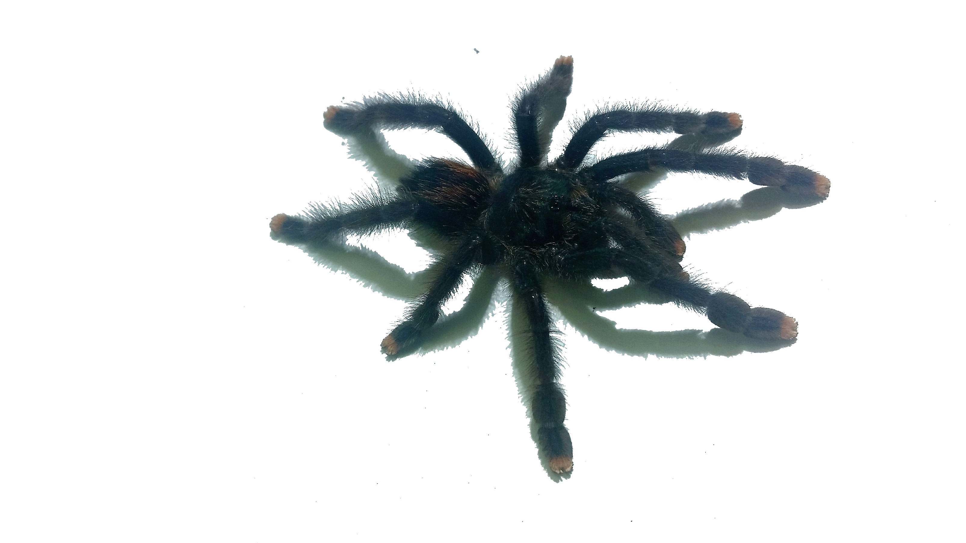 Avicularia cf. metallica