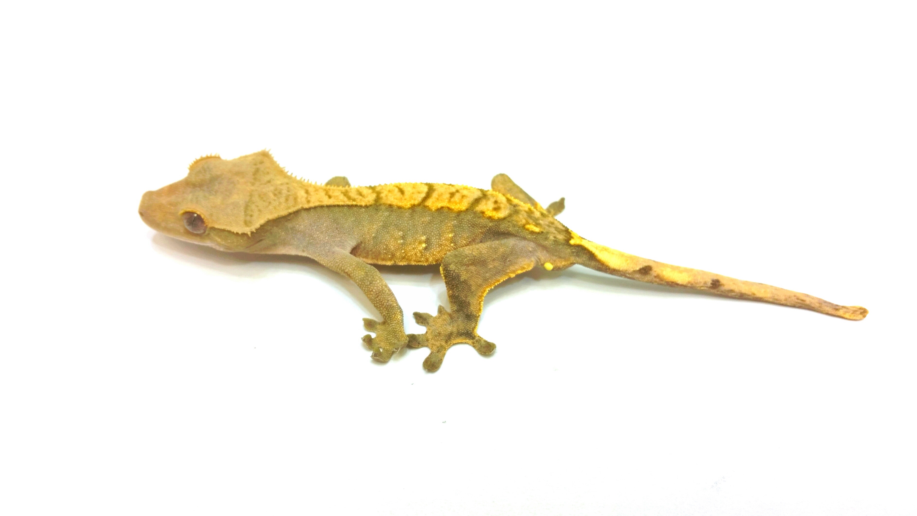 Correlophus (Rhacodactylus) cilliatus