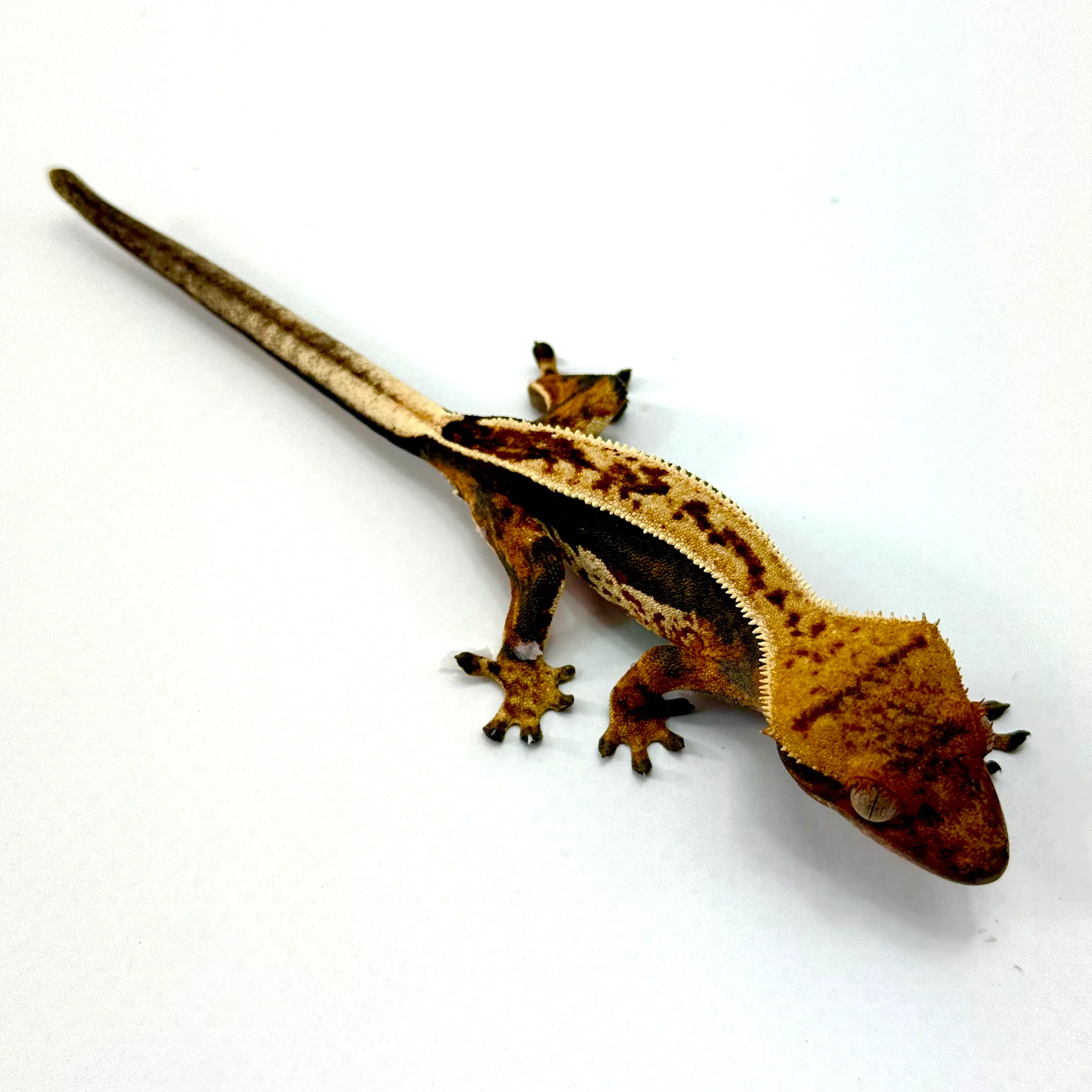 Kronengecko Halloween Pinstripe Tricolor