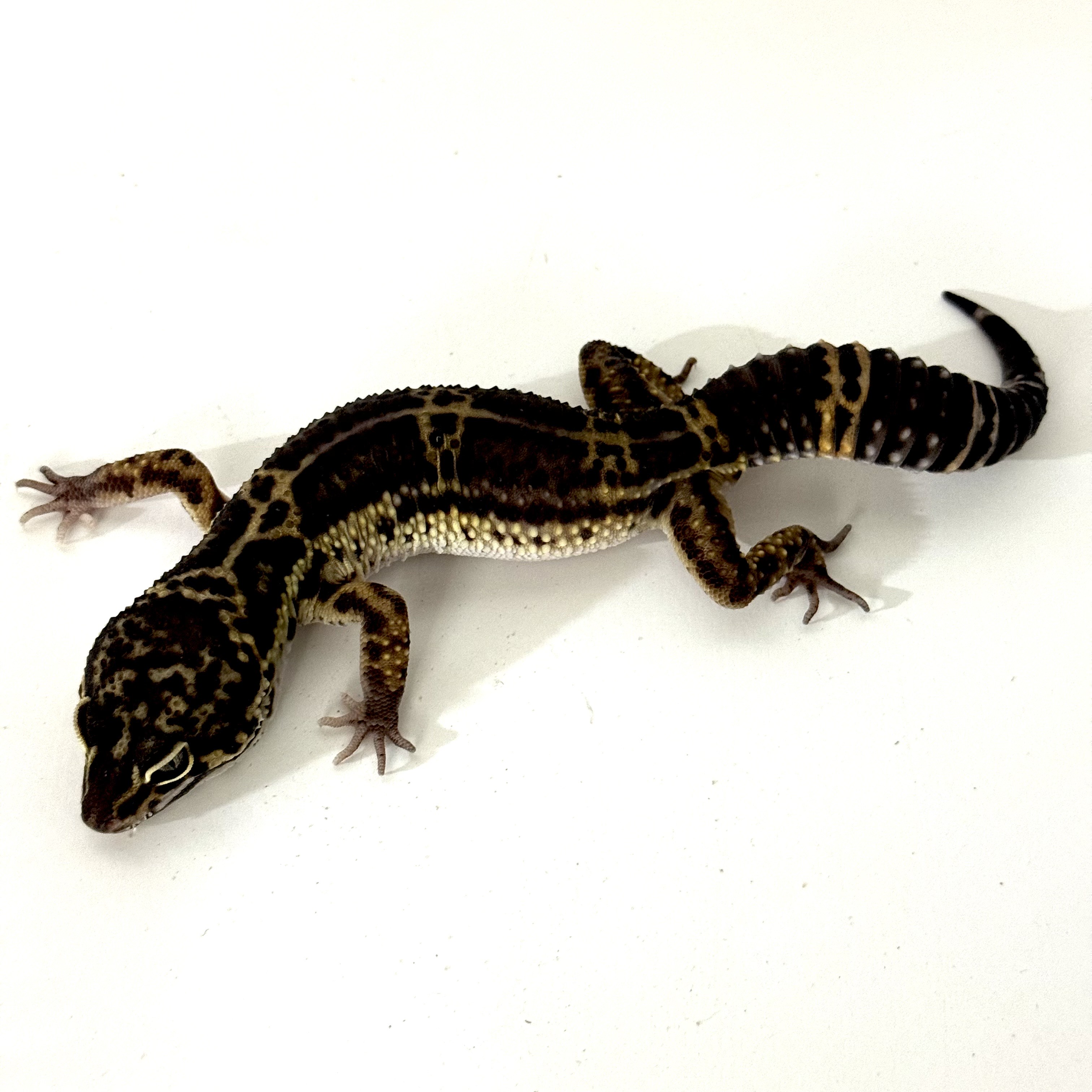 Charcoal Leopardgecko