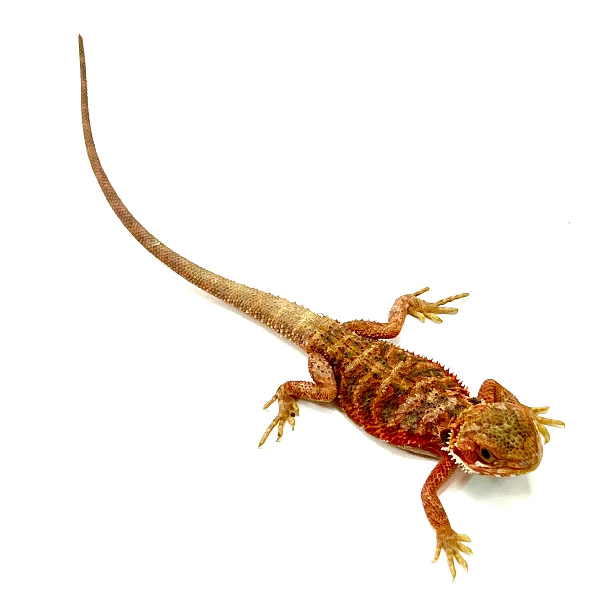 Hypo Translucent Extreme Red Pogona vitticeps